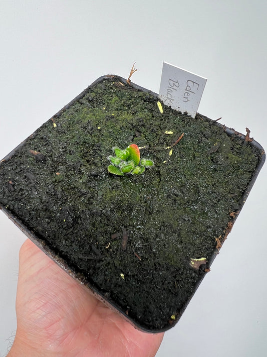 Cephalotus follicularis ‘Eden Black’ - *Rare* (small)