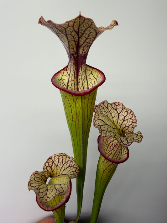Sarracenia flava var. rubricorpora x Strawberry Milkshake