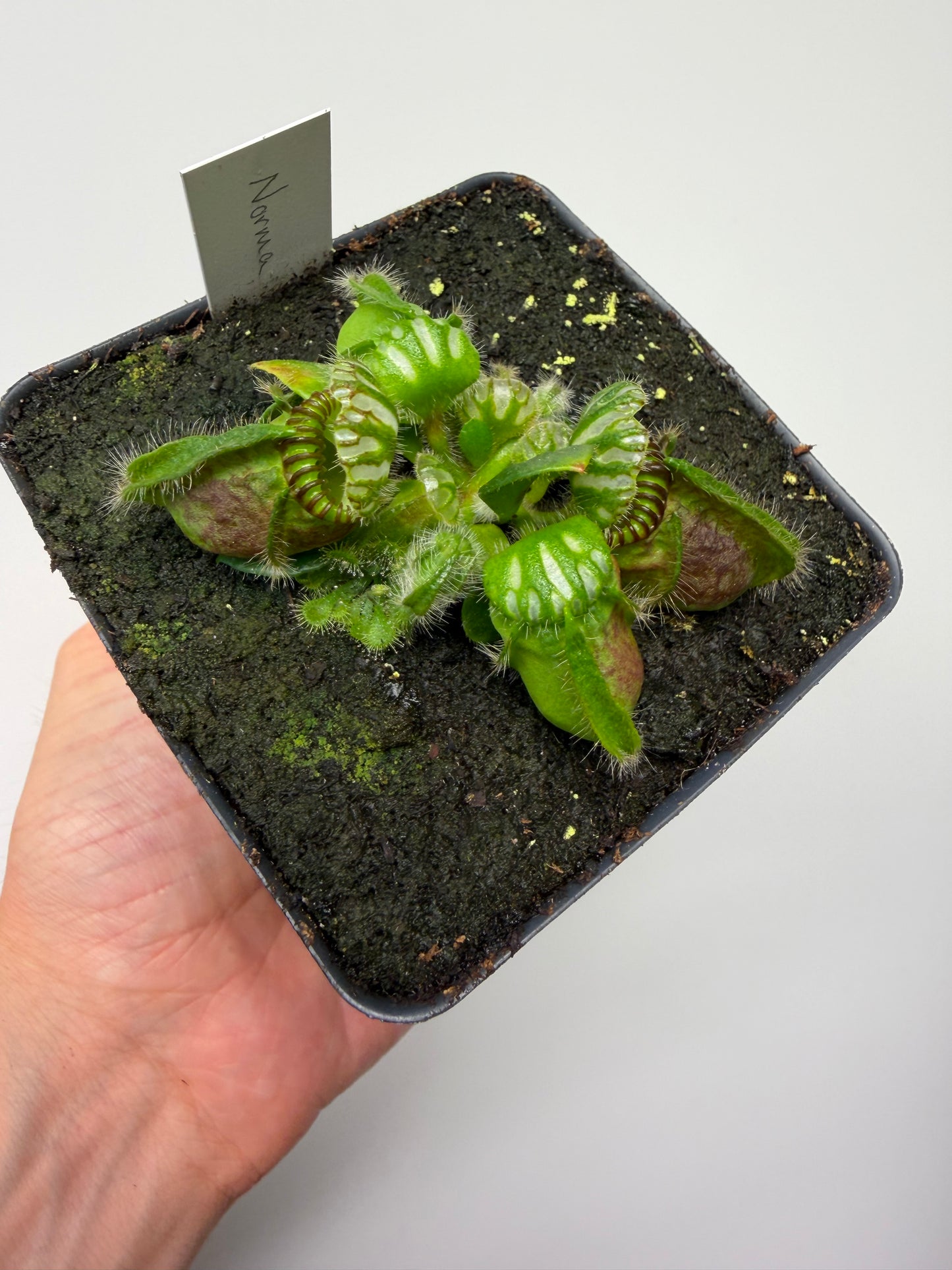 Cephalotus follicularis “Norma”