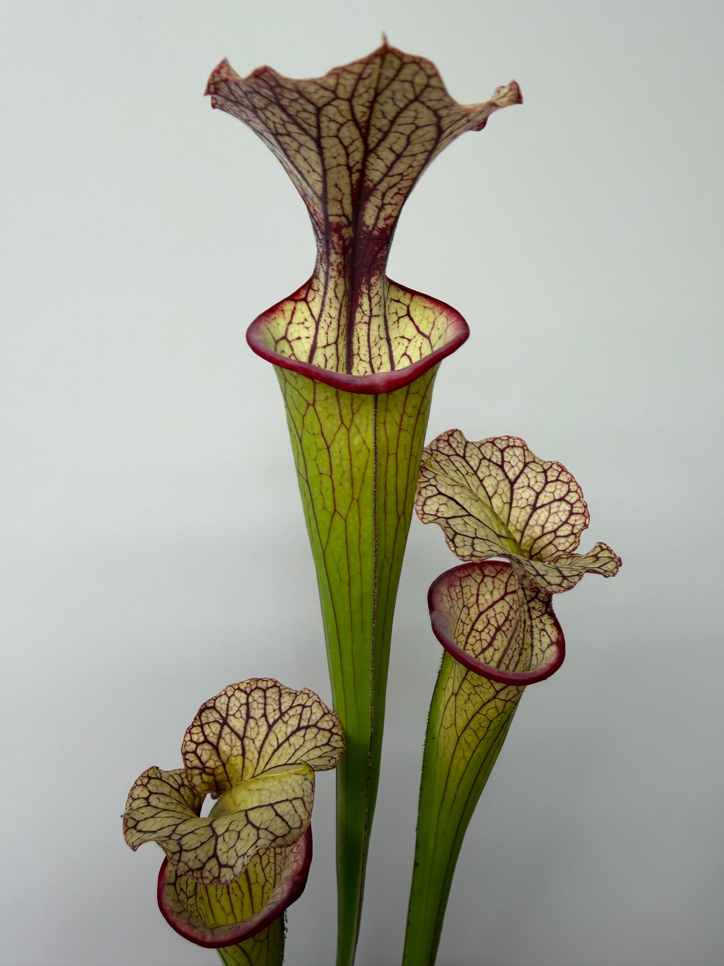 Sarracenia flava var. rubricorpora x Strawberry Milkshake
