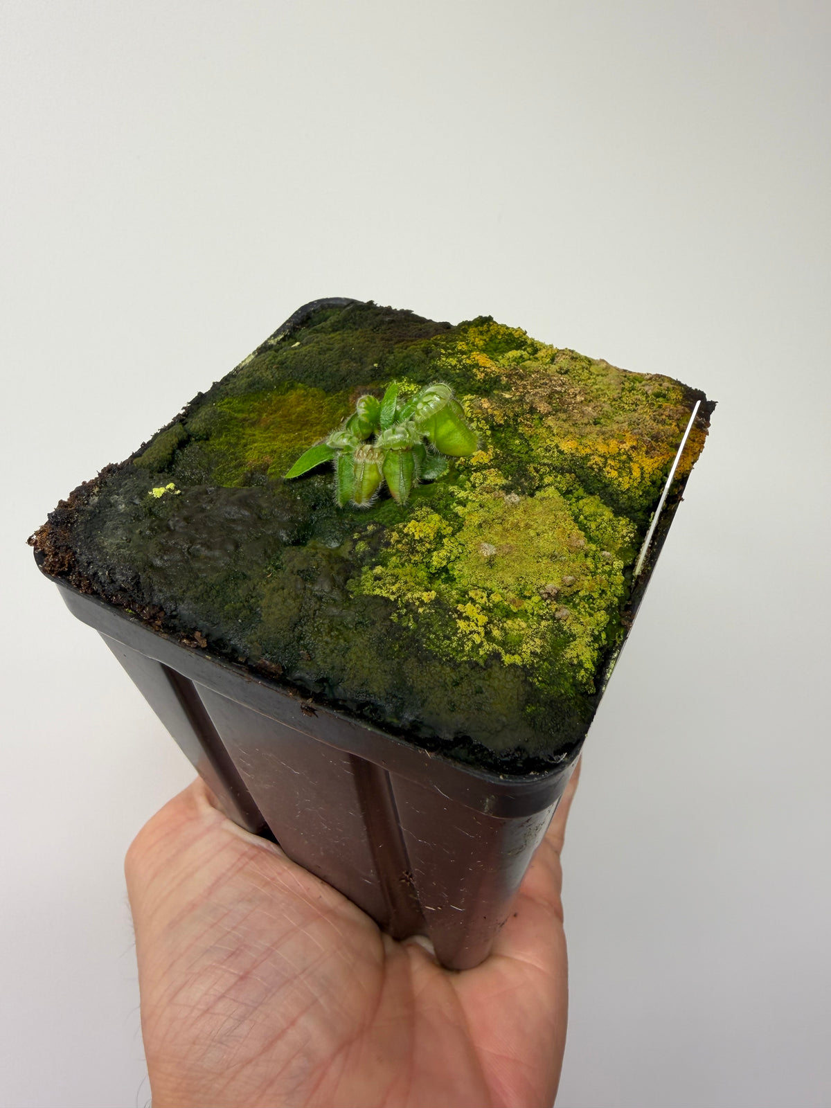 Cephalotus follicularis ‘Eden Black’ #7 - *Rare*