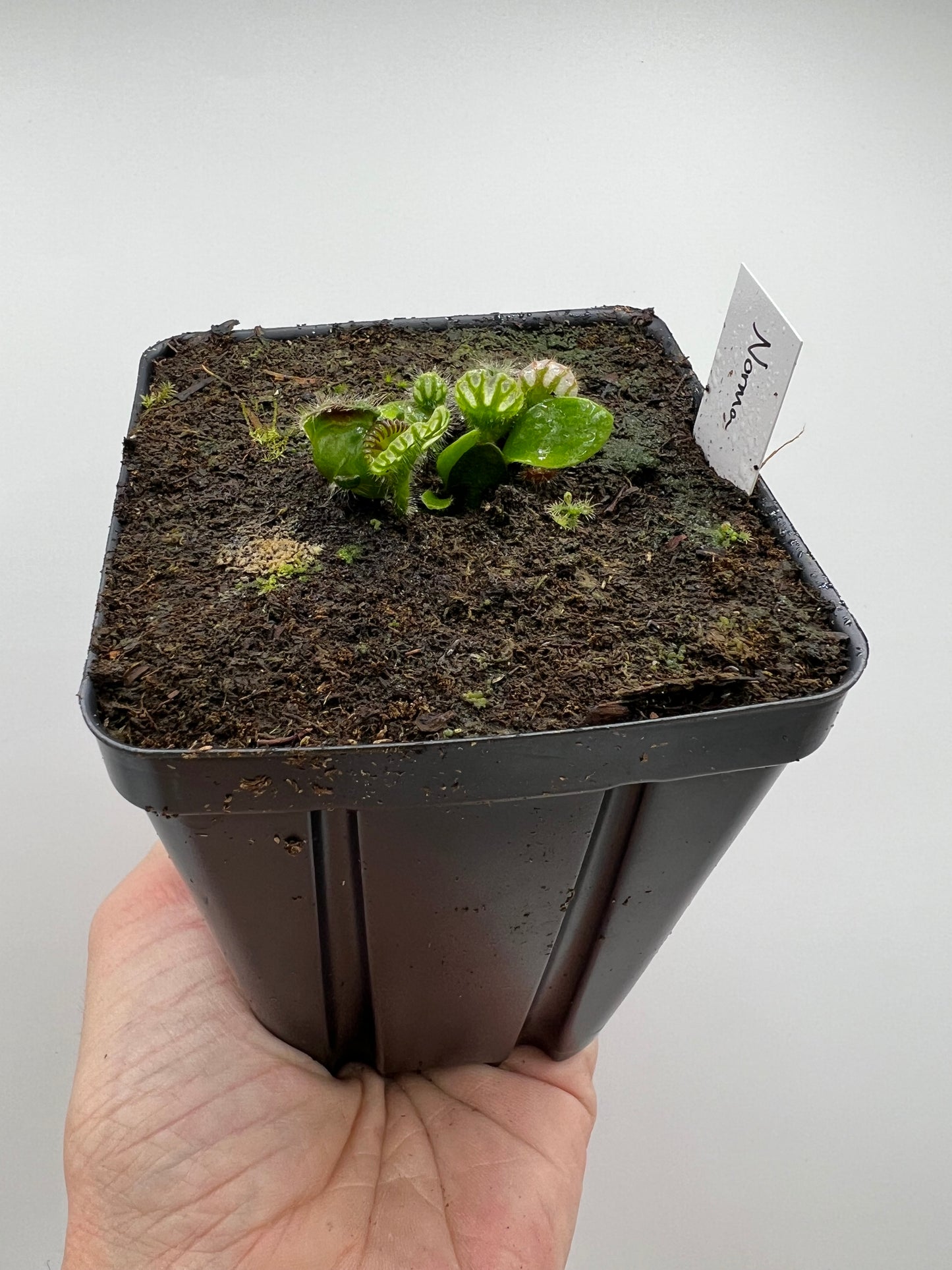 Cephalotus follicularis “Norma”