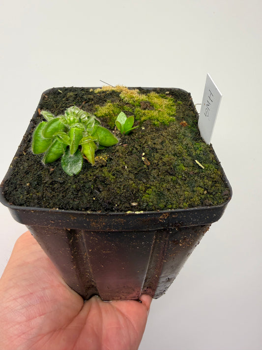 Cephalotus follicularis “Harald Weiner Giant” (aka True Giant) - *Rare*