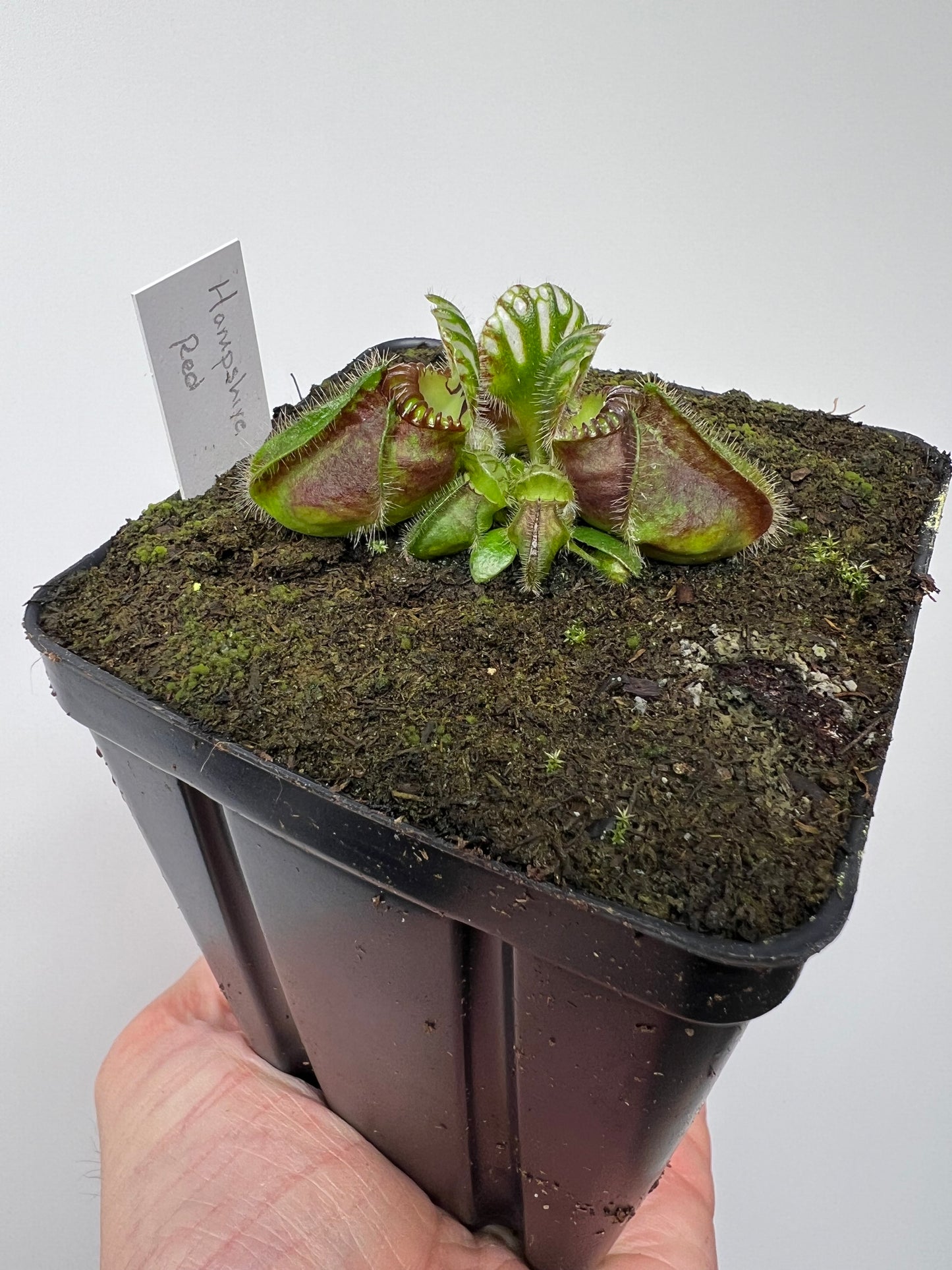 Cephalotus follicularis “Hampshire Red”