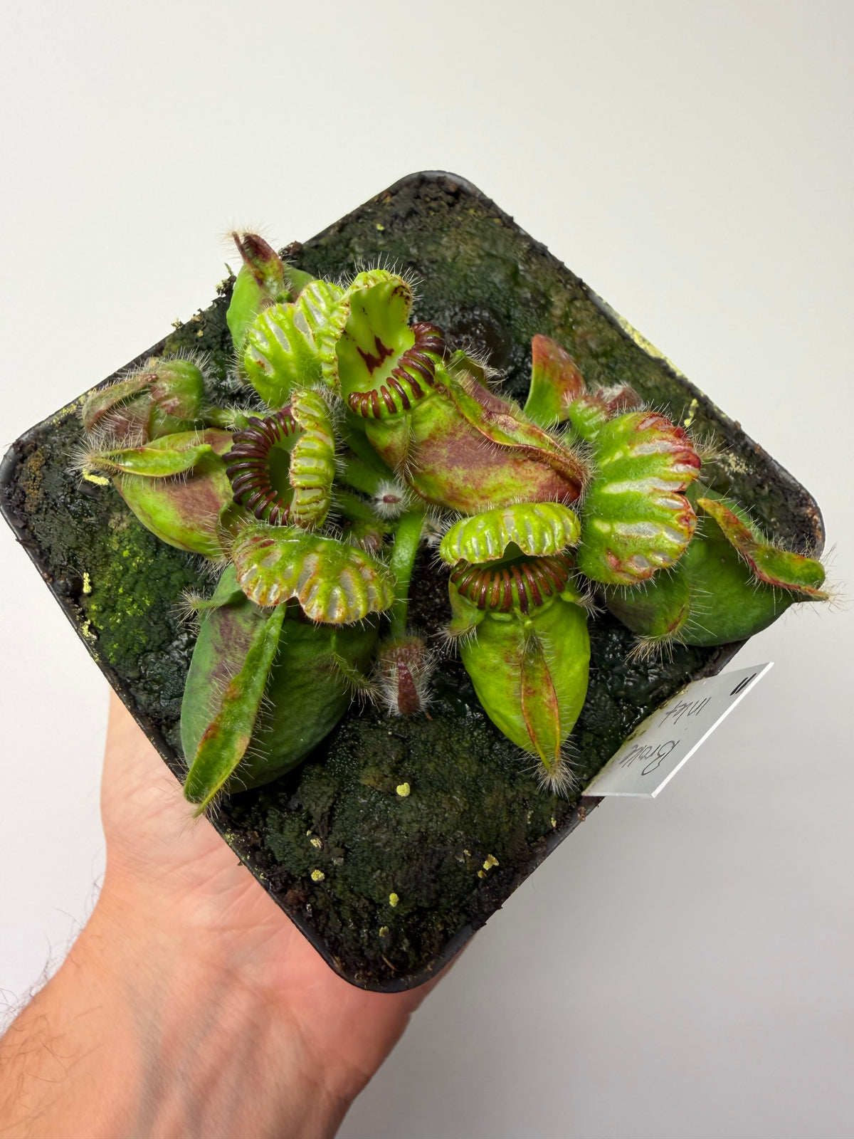 Cephalotus follicularis “Broke Inlet” #11