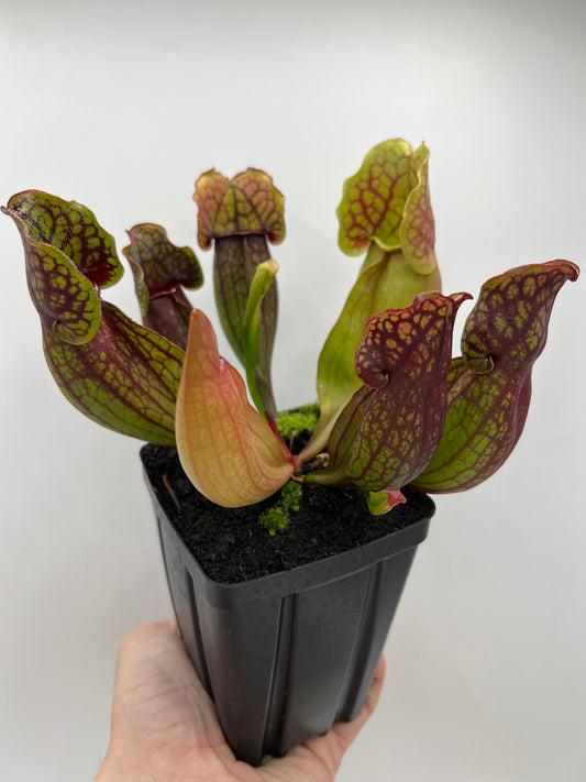 Sarracenia purpurea ssp. purpurea (Pike County, PA) - *Rare* - Seed Grown #2