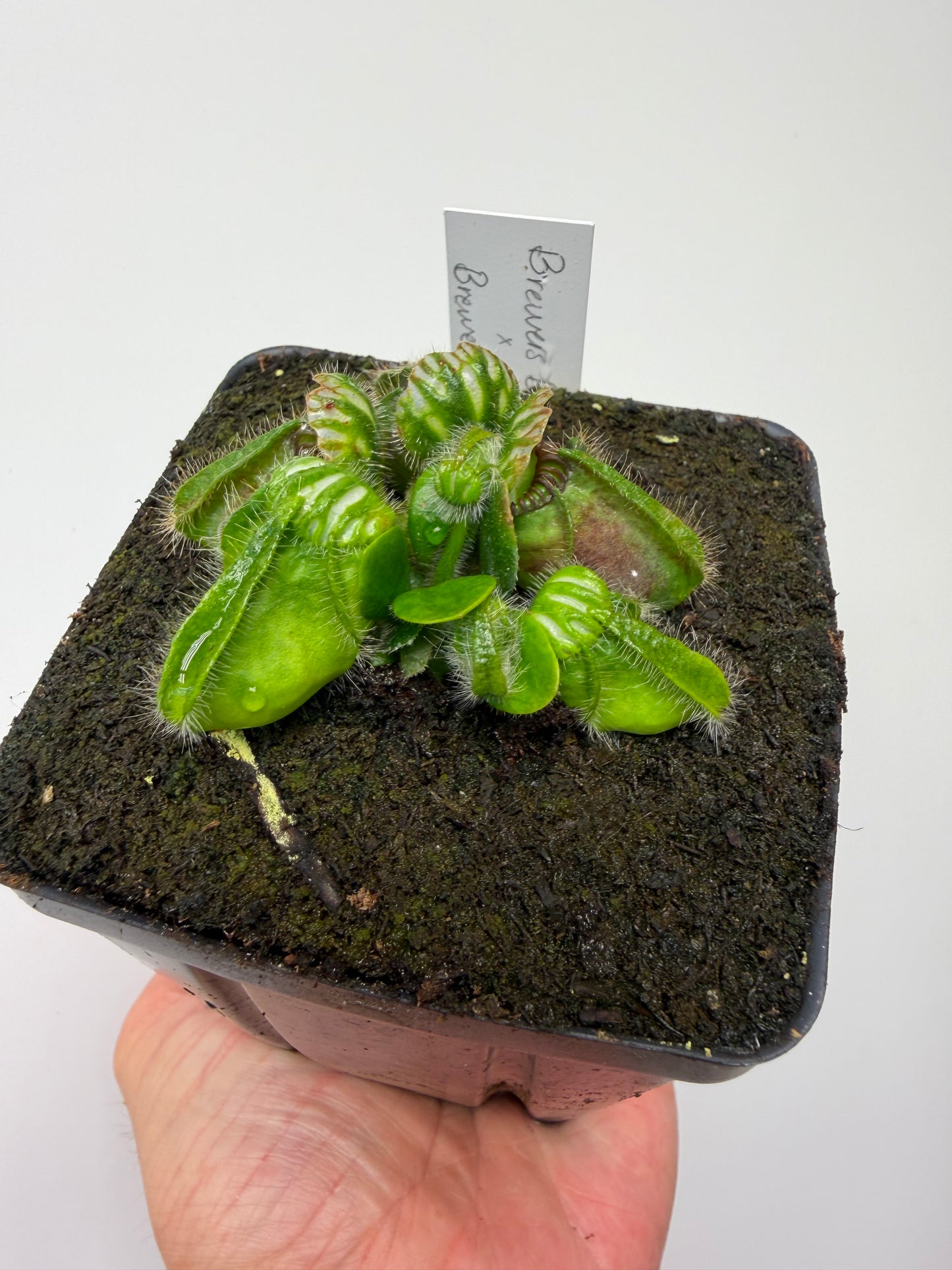 Cephalotus follicularis “Brewers Beauty” x “Brewers”