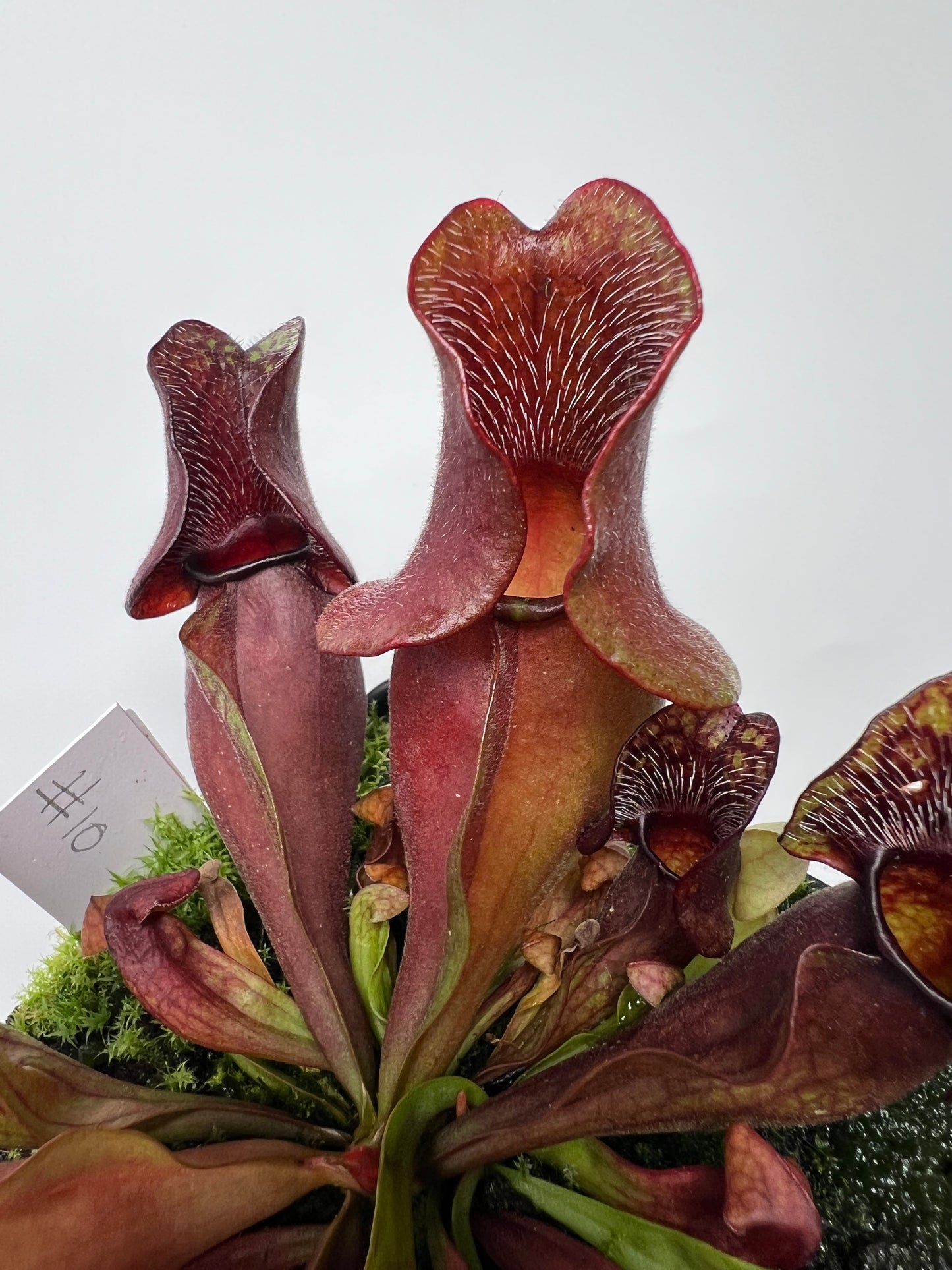 Sarracenia purpurea ssp. venosa (Brunswick Co, NC x Carteret Co, NC)  - Seed Grown #10