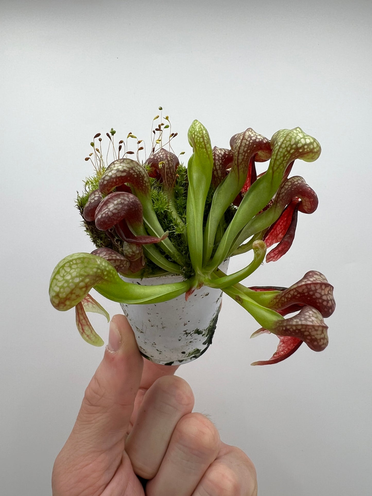 Darlingtonia californica (Cobra Pitcher Plant) - Seed Grown #169