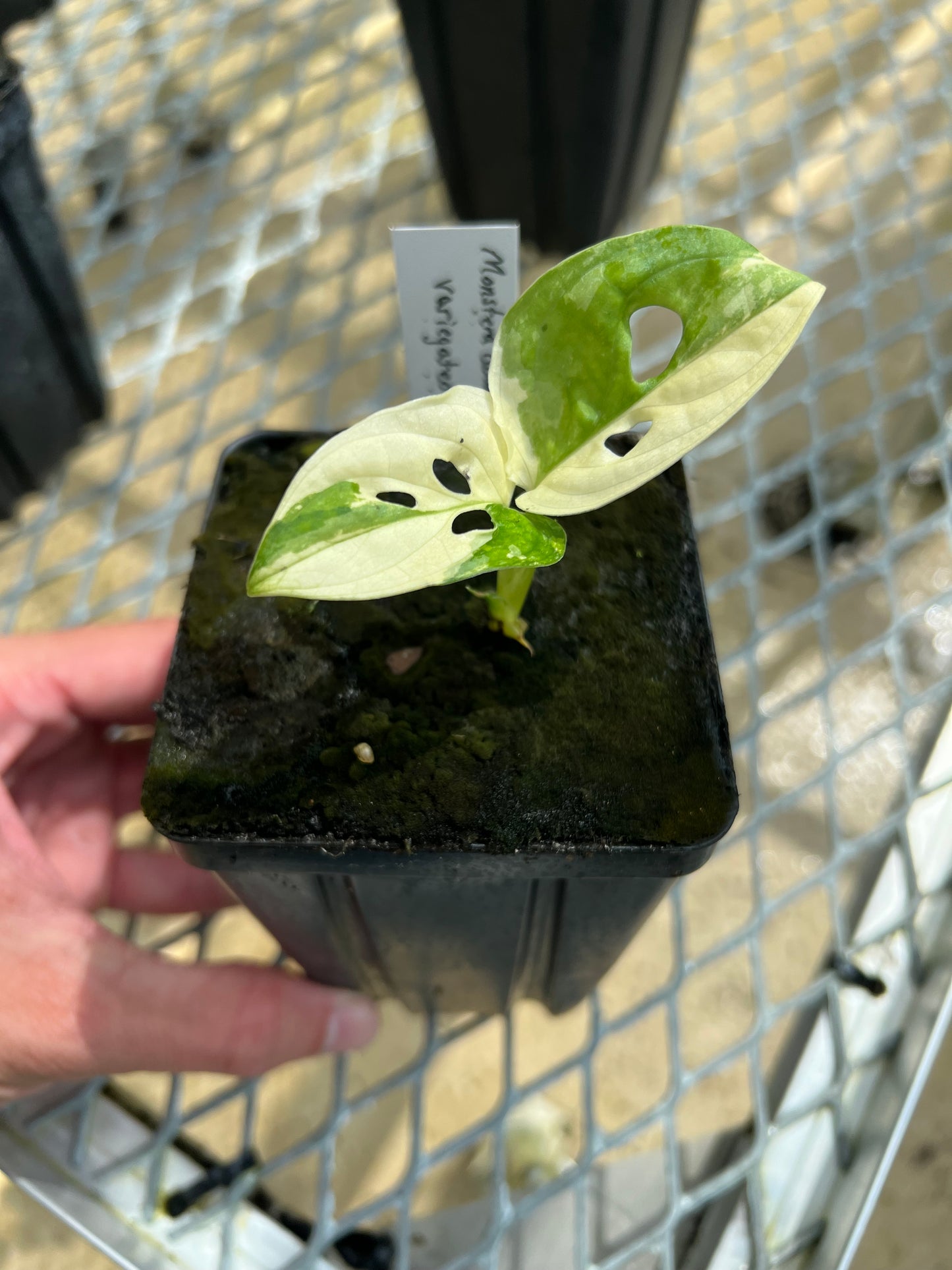 Monstera adansonii “Tricolor” LC