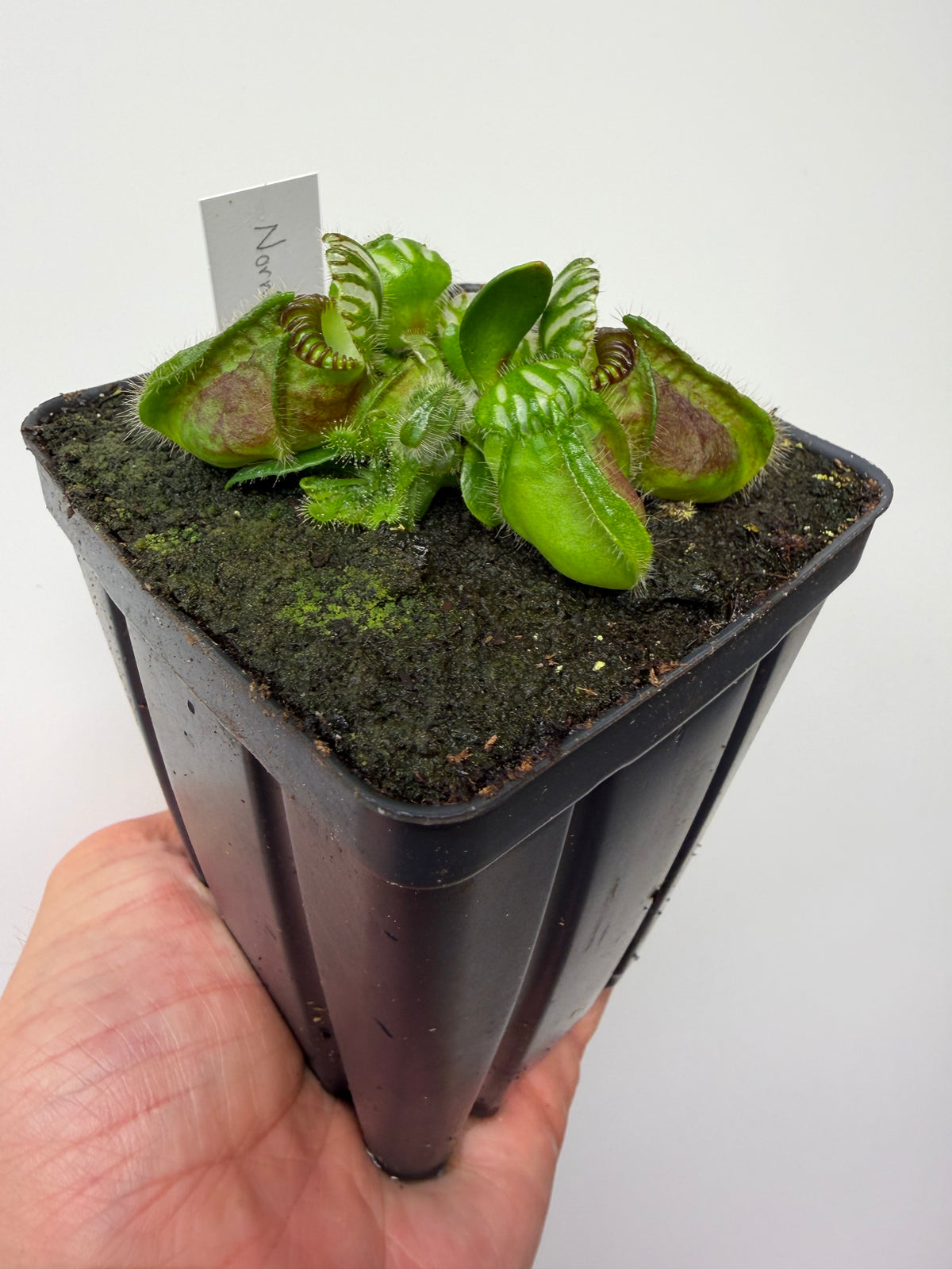 Cephalotus follicularis “Norma”
