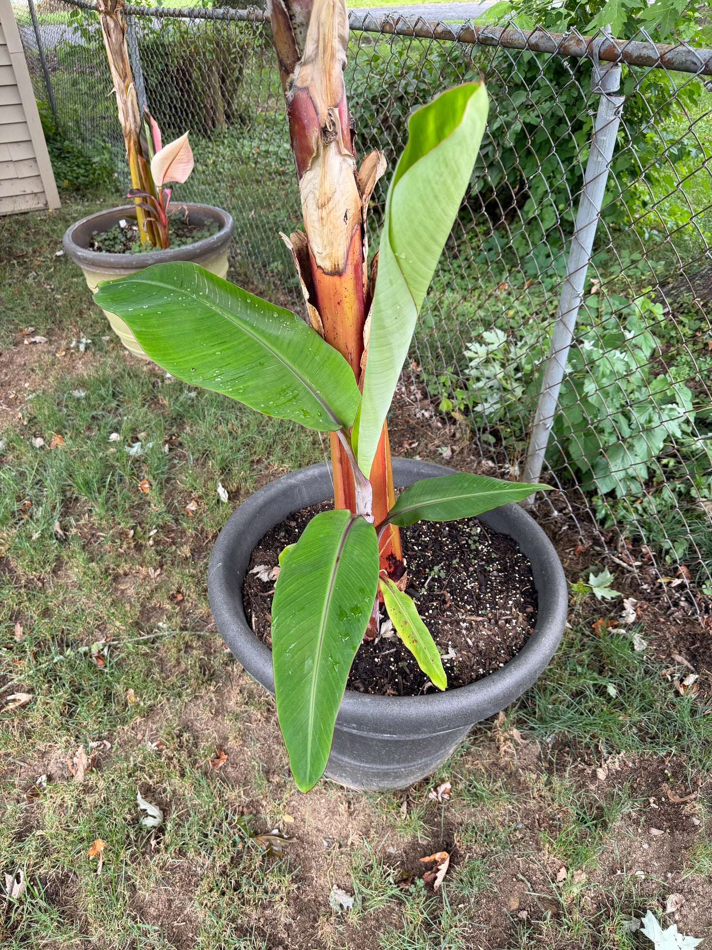 Musa “Red Dacca”  - Rare Banana (not from TC)