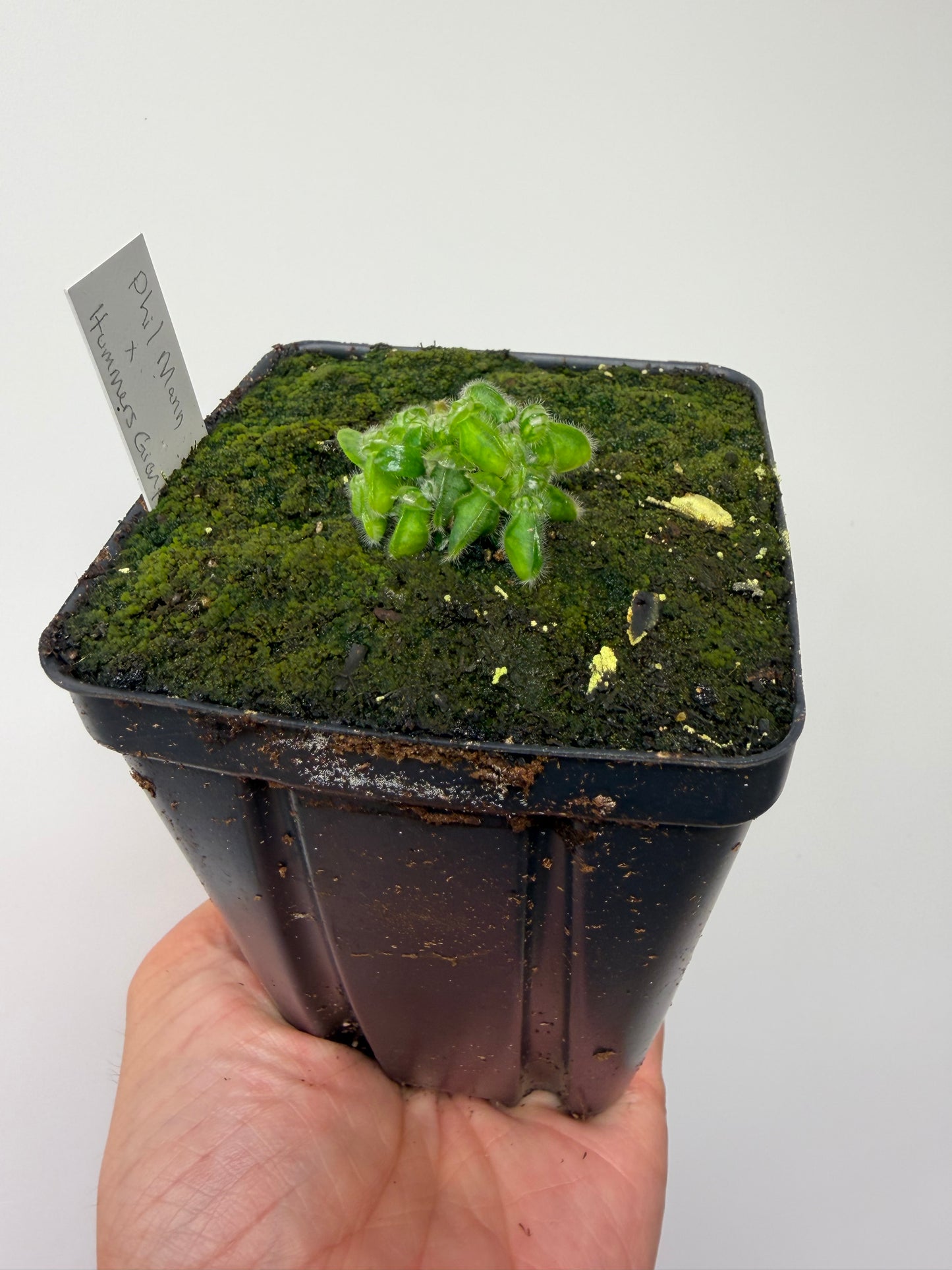 Cephalotus follicularis “Phil Mann” x “Hummers Giant”
