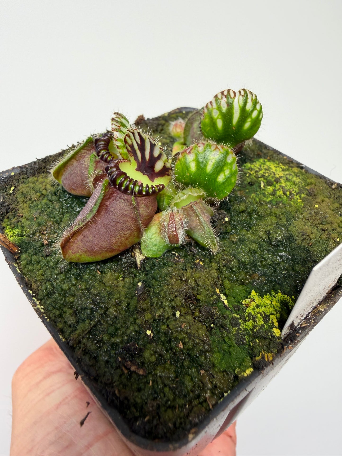 Cephalotus follicularis “Broke Inlet” (5)