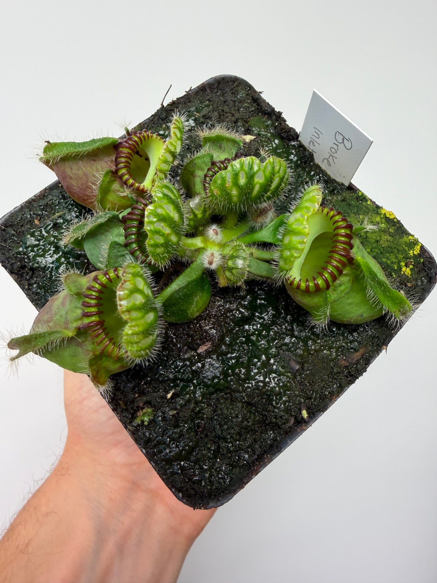 Cephalotus follicularis “Broke Inlet” (1)