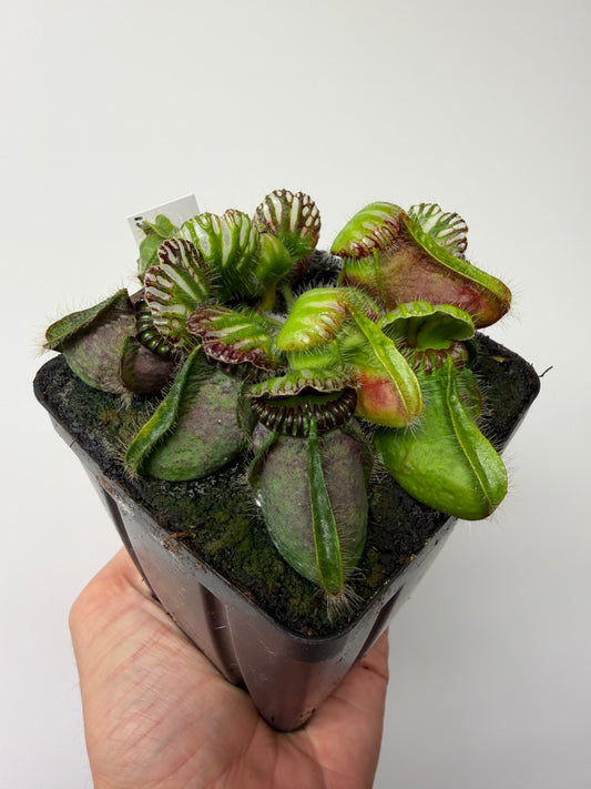 Cephalotus follicularis “Broke Inlet” #13