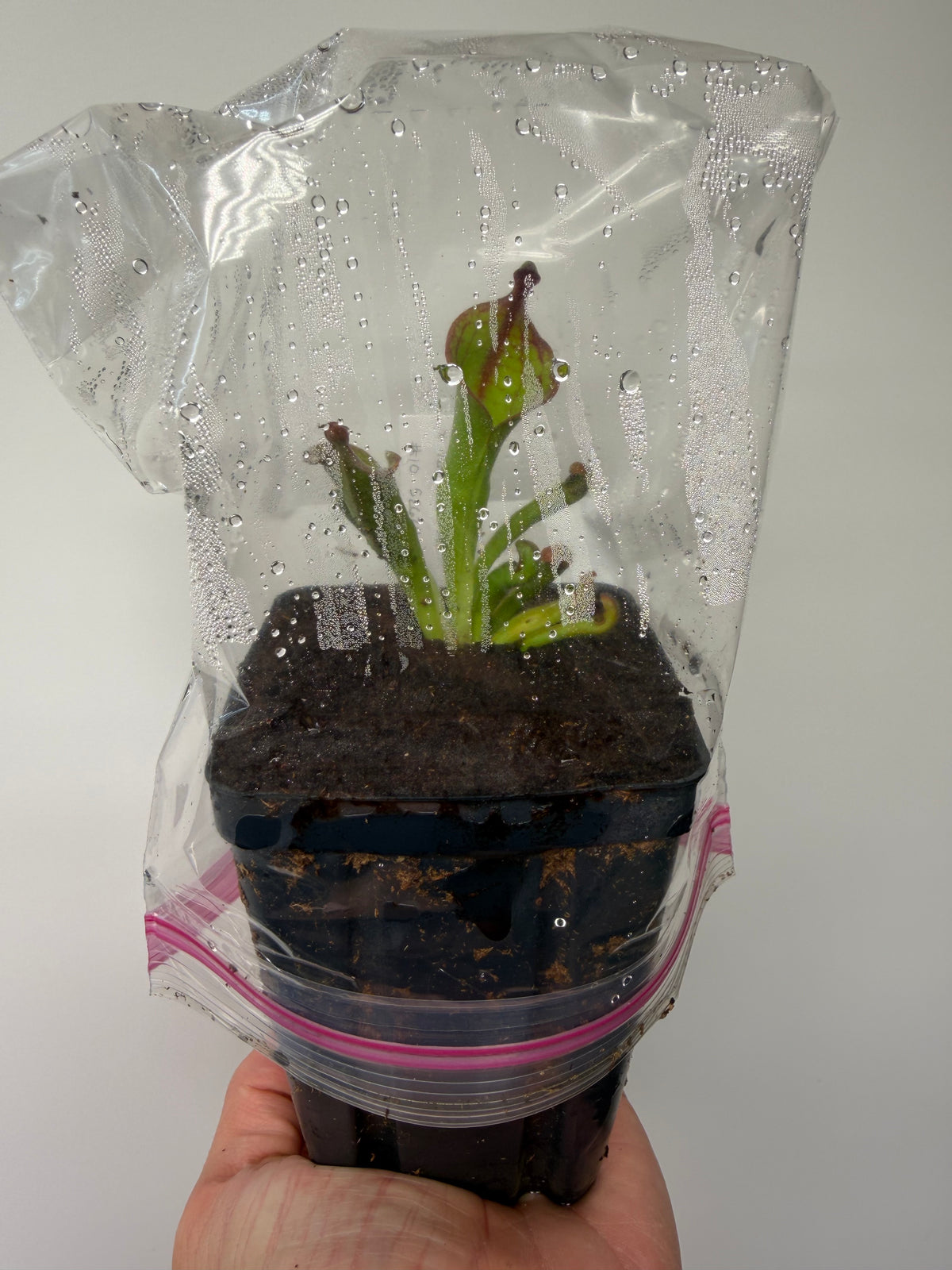 Heliamphora (tatei x folliculata) x macdonaldae #10 52624 SGLC - Potted Division