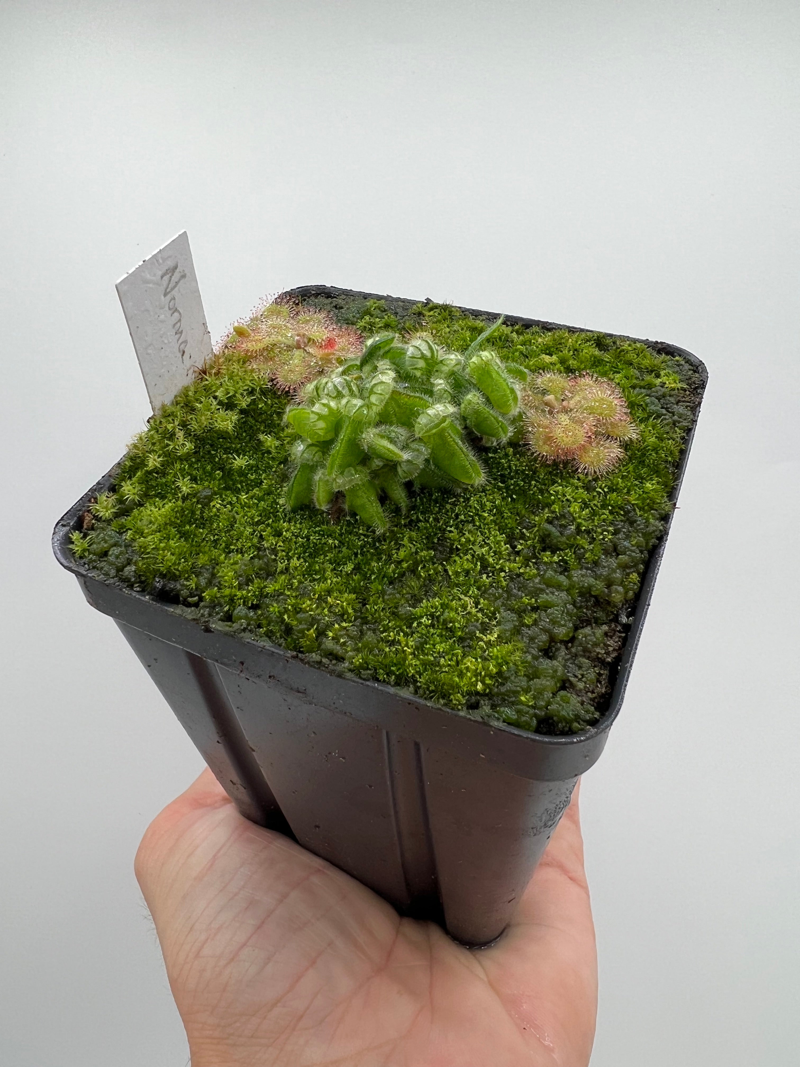 Cephalotus follicularis “Norma” – Little Carnivores