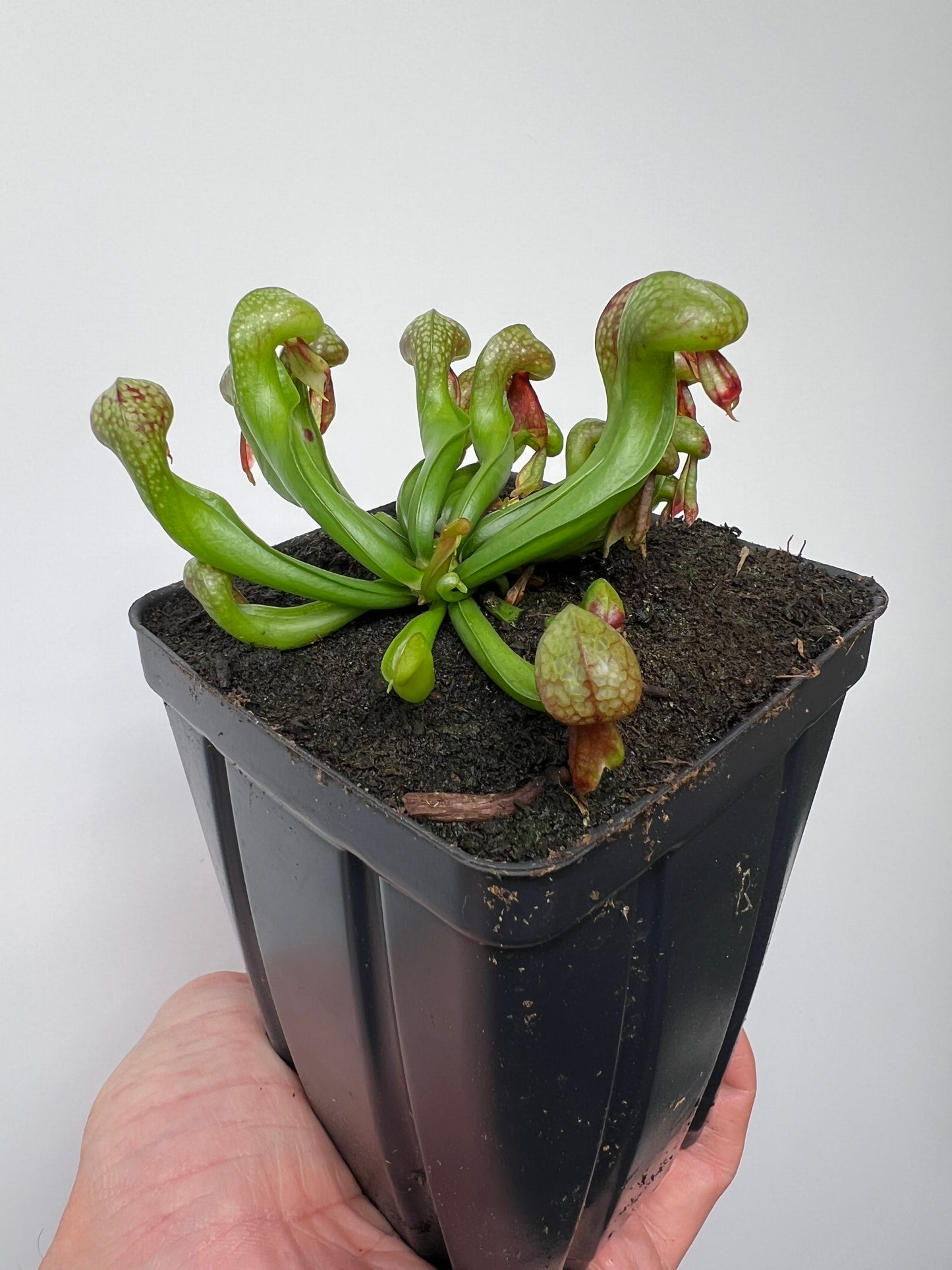 Darlingtonia californica (Cobra Pitcher Plant) - Seed Grown #211
