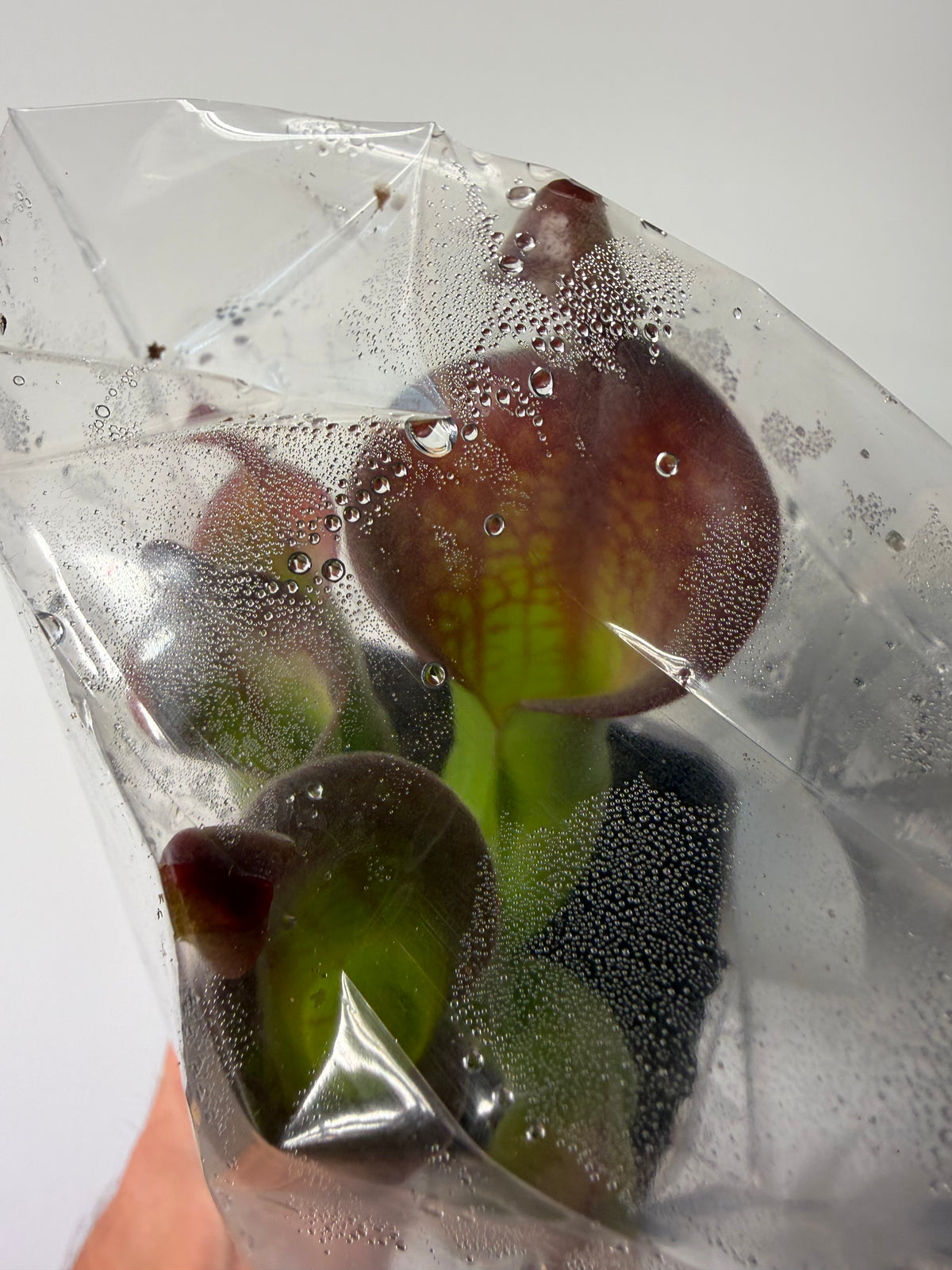 Heliamphora (tatei x folliculata) x macdonaldae #10 52624 SGLC - Potted Division