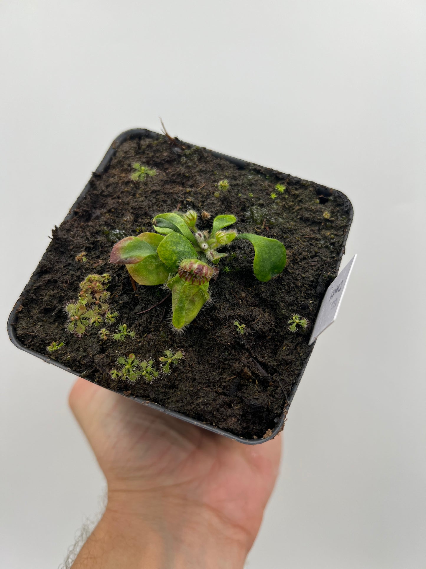 Cephalotus follicularis “UC Davis”