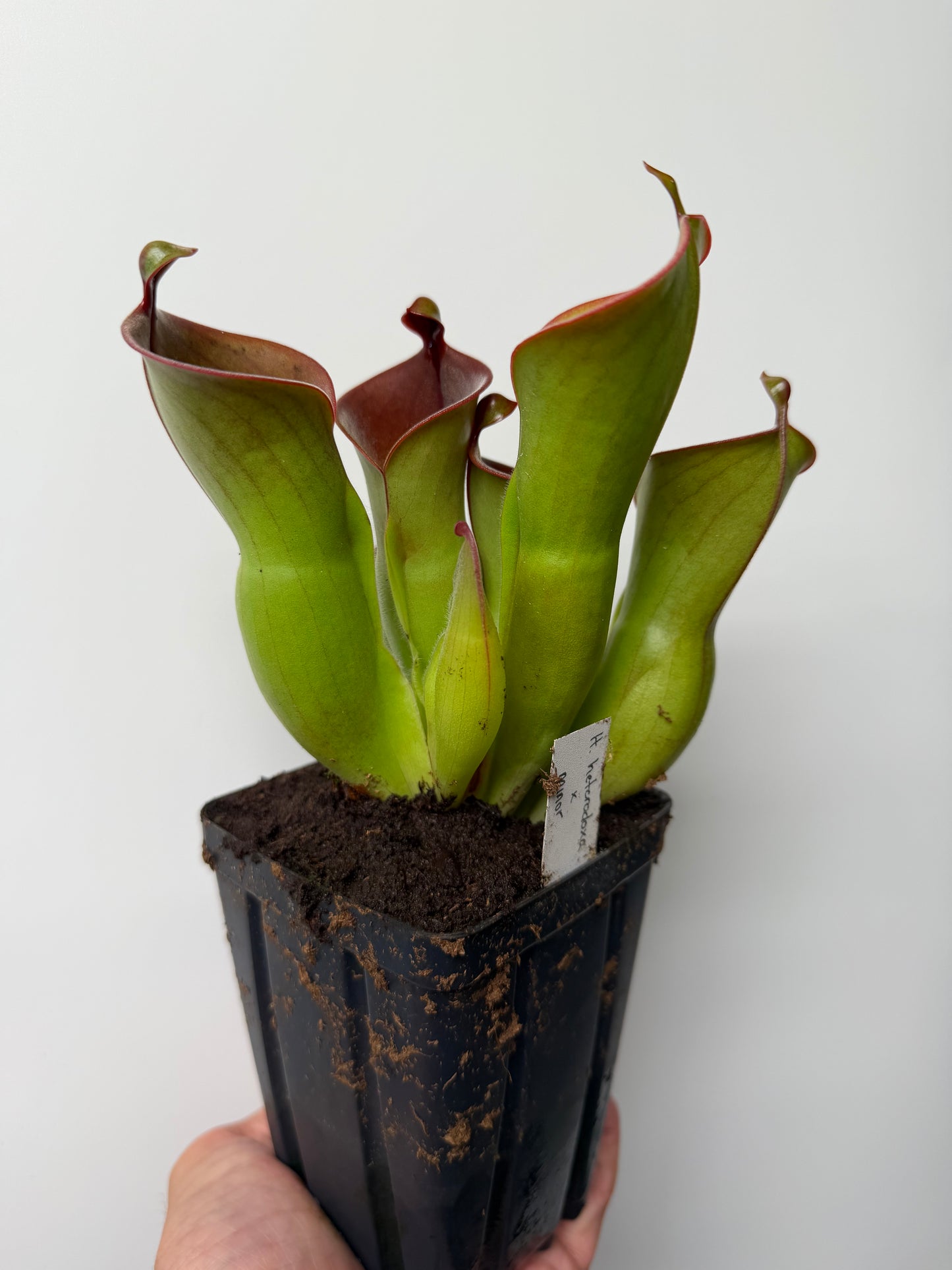 Heliamphora heterodoxa x minor