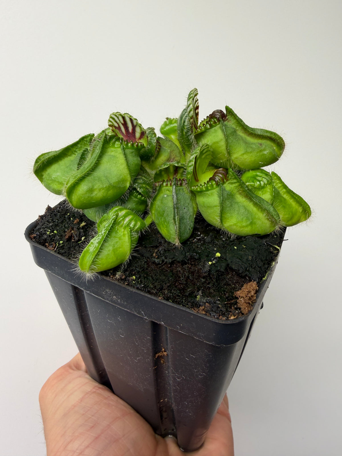Cephalotus follicularis “Broke Inlet” #2