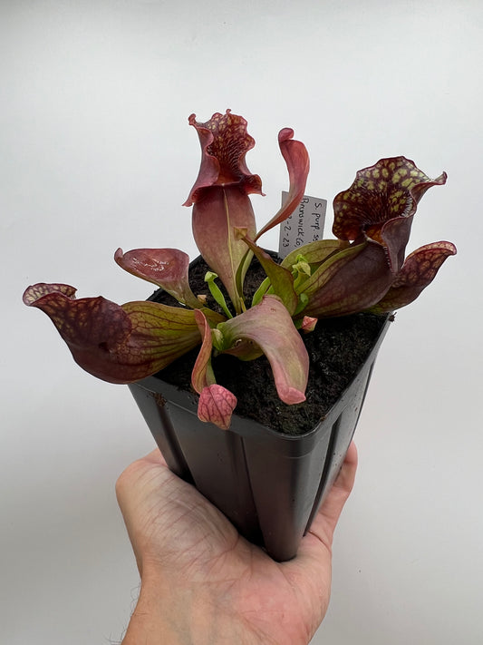 Sarracenia purpurea ssp. venosa (Brunswick Co, NC x Carteret Co, NC)  - Seed Grown #1