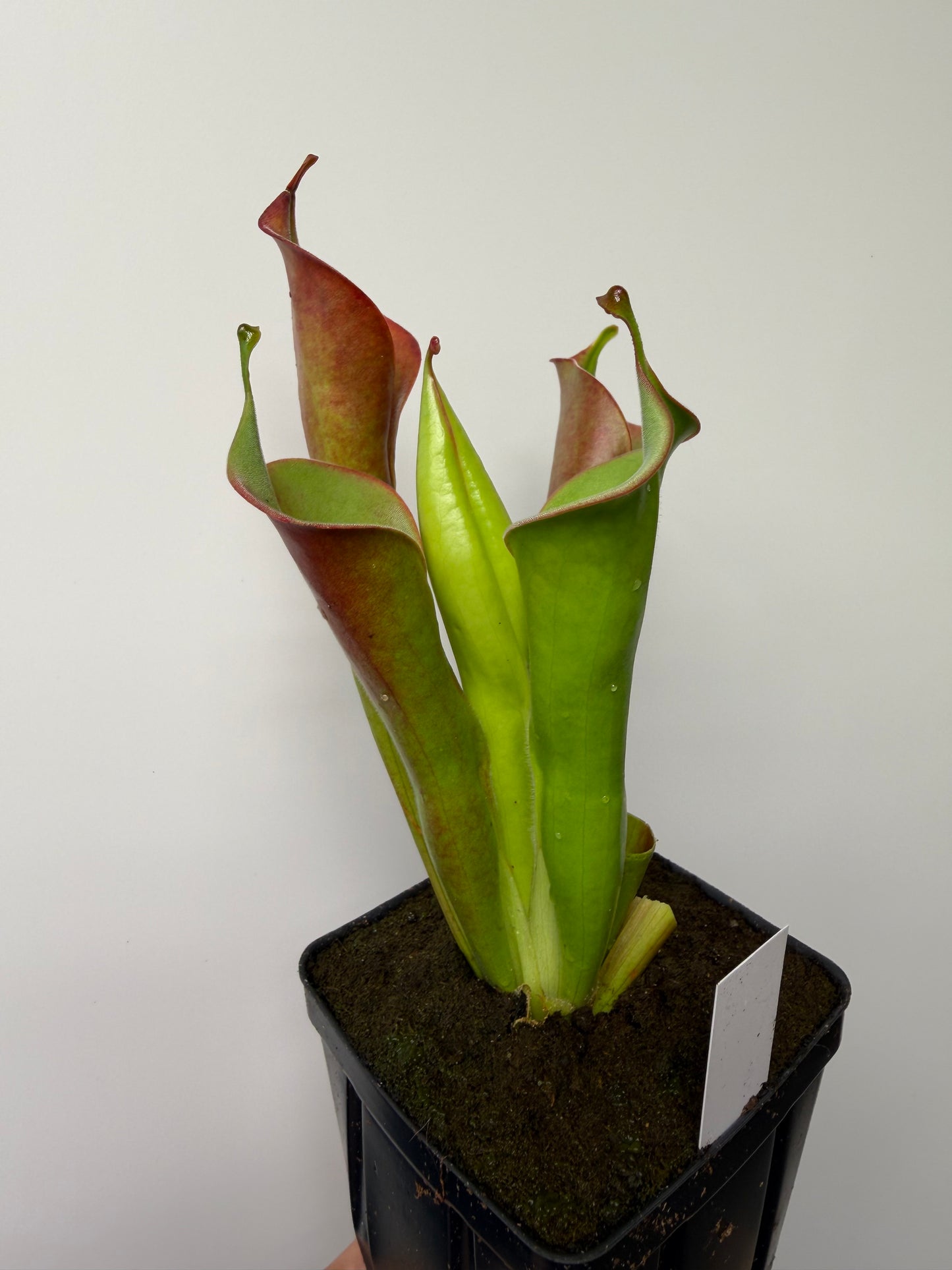 Heliamphora tatei (Cerro Duida)