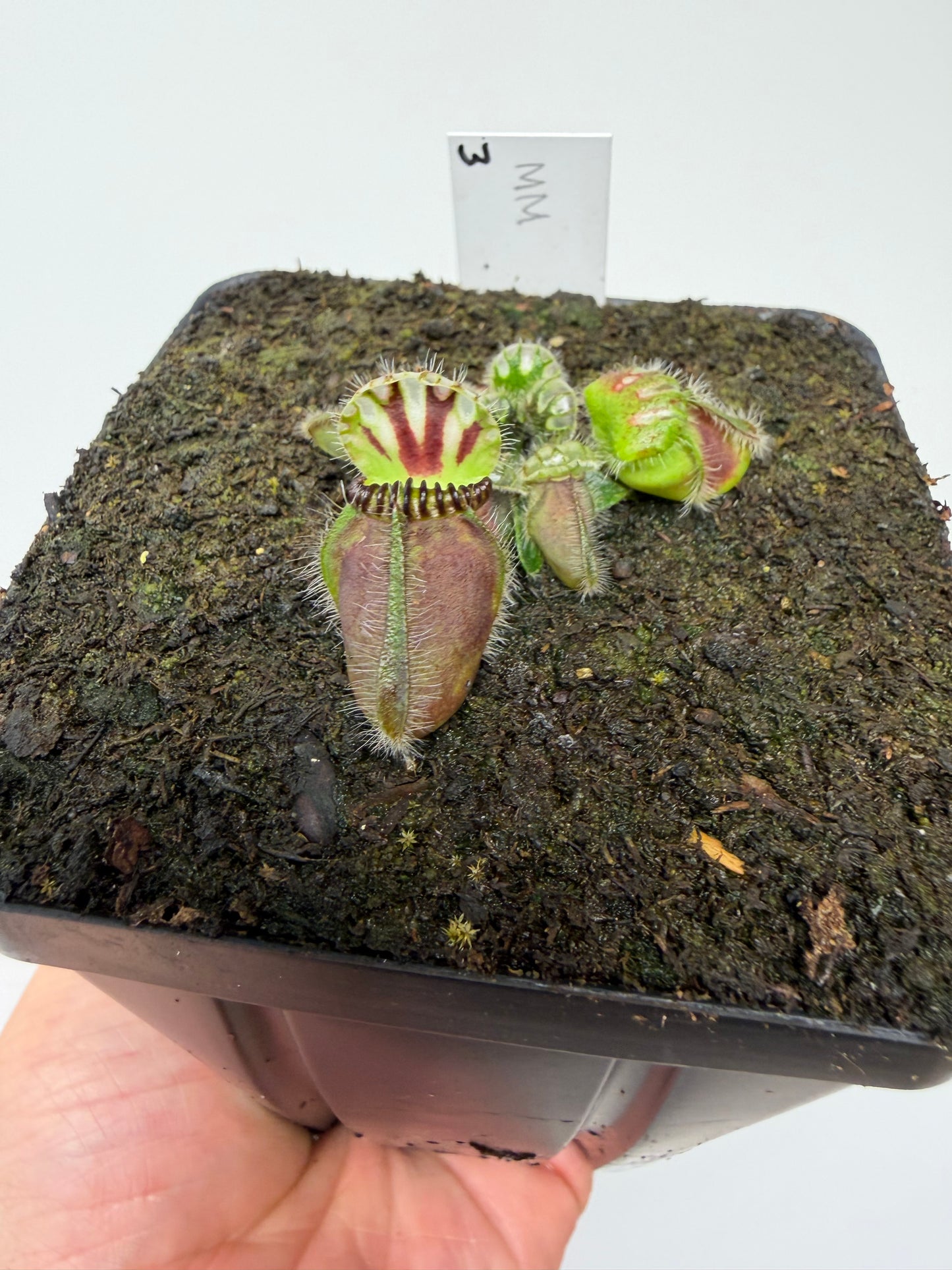Cephalotus follicularis “Mighty Midget” - *Rare* (3)
