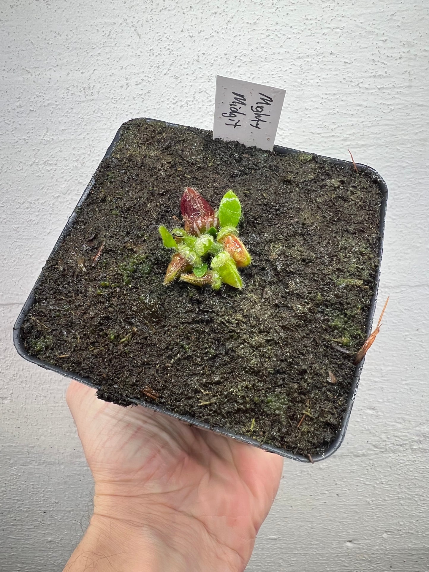 Cephalotus follicularis “Mighty Midget” - *Rare*