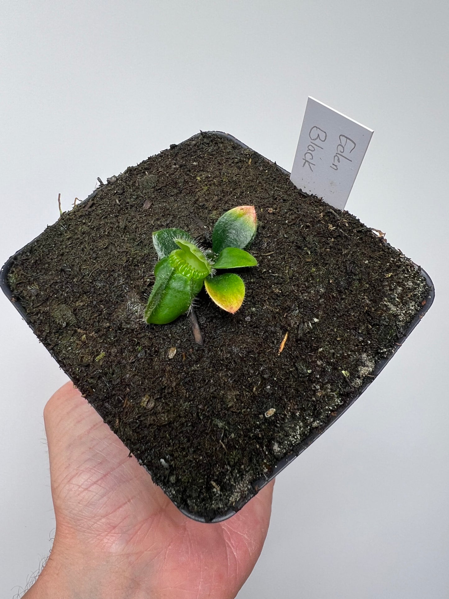Cephalotus follicularis ‘Eden Black’ - *Rare* (small)