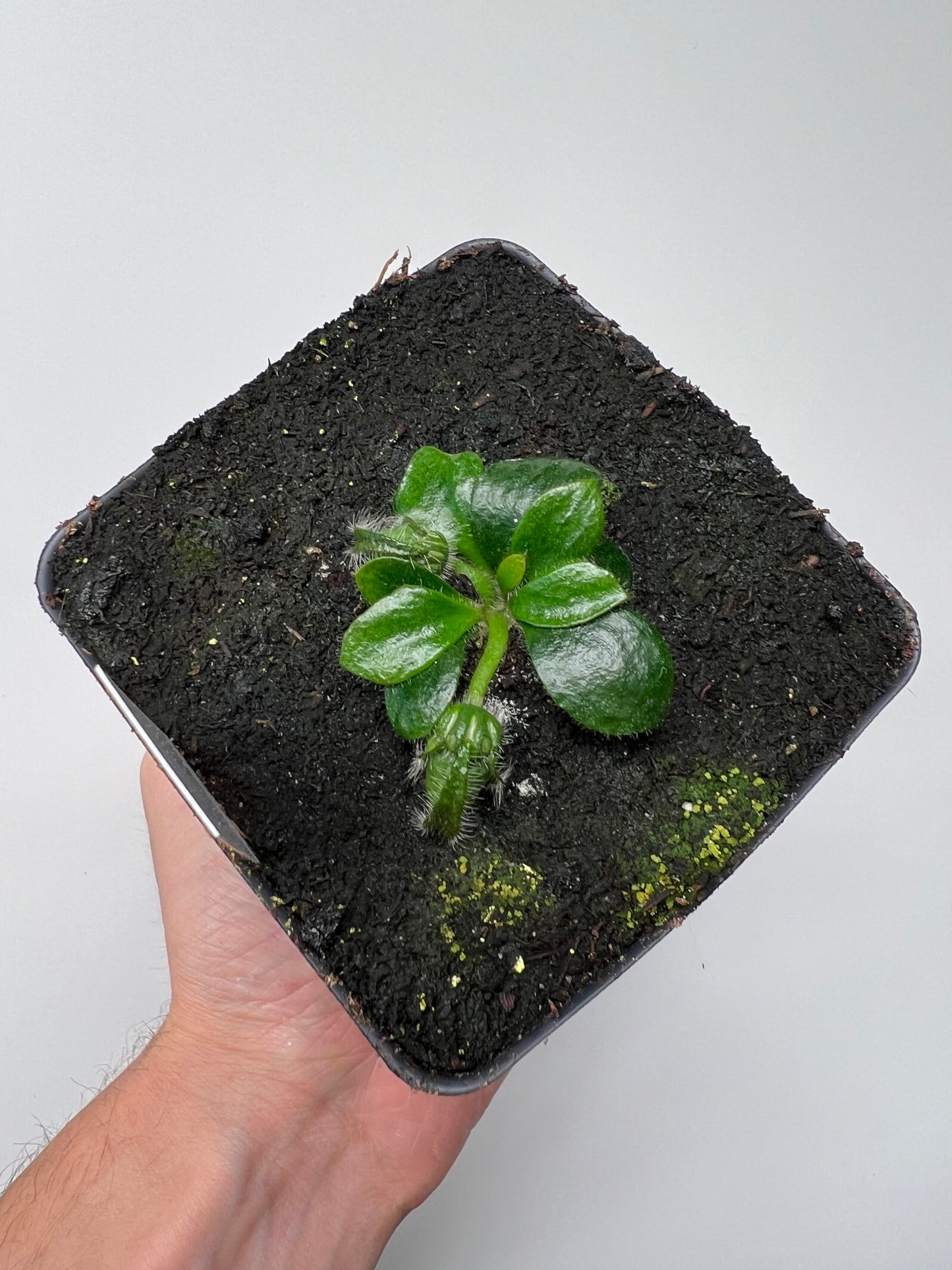 Cephalotus follicularis “Dr. Eberhard König”