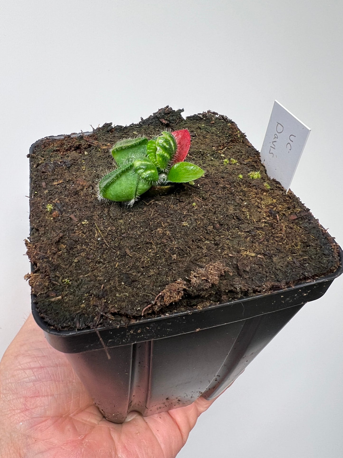 Cephalotus follicularis “UC Davis”