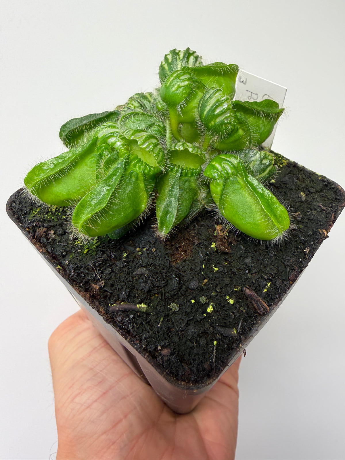 Cephalotus follicularis “Emu Pointe” #3