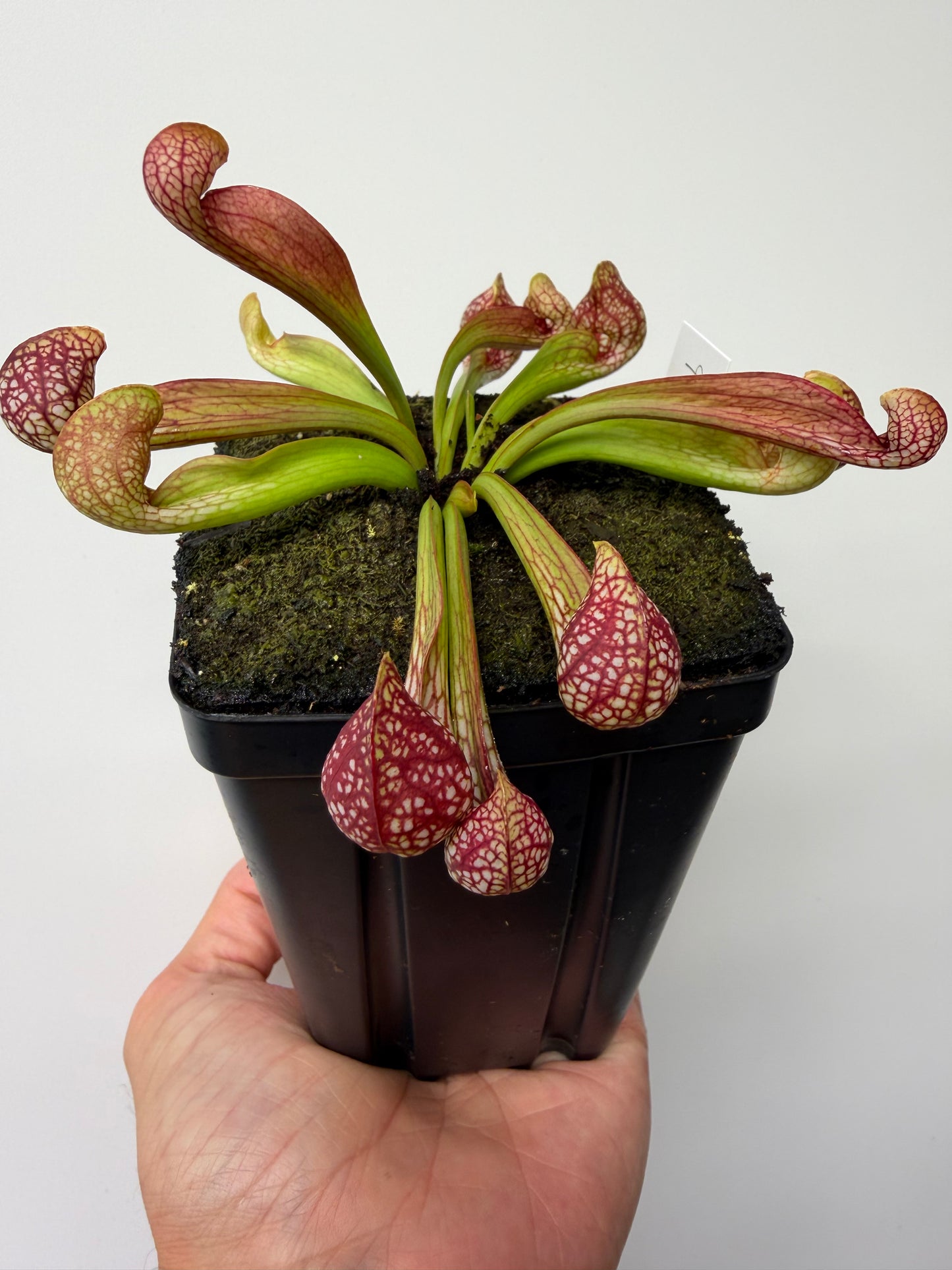 Sarracenia psittacina - “Turkey Hen Creek” - Seed Grown (9)