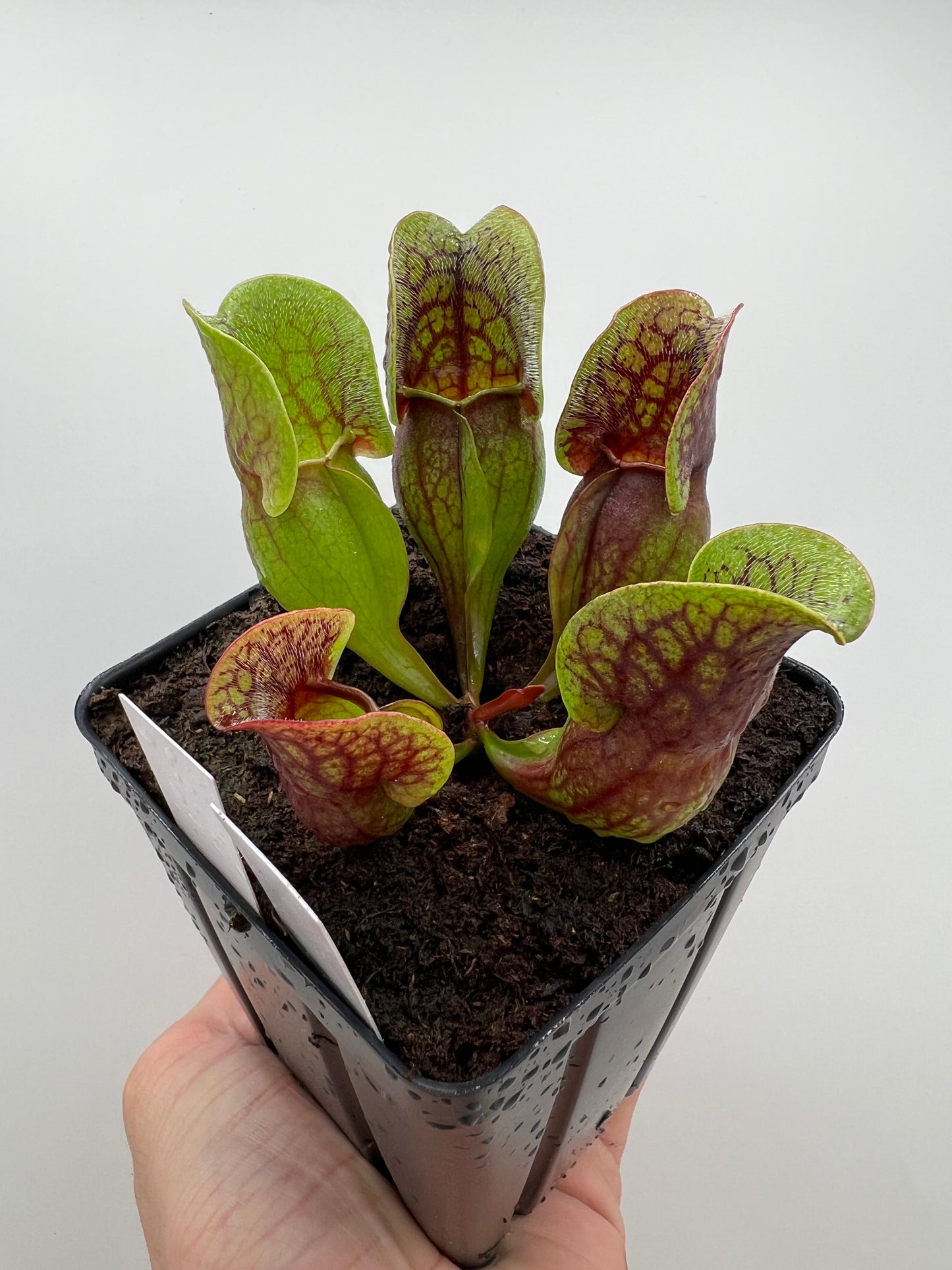 Sarracenia purpurea ssp. purpurea (Centre Co, PA) x (Ocean Co, NJ) - Seed Grown #8