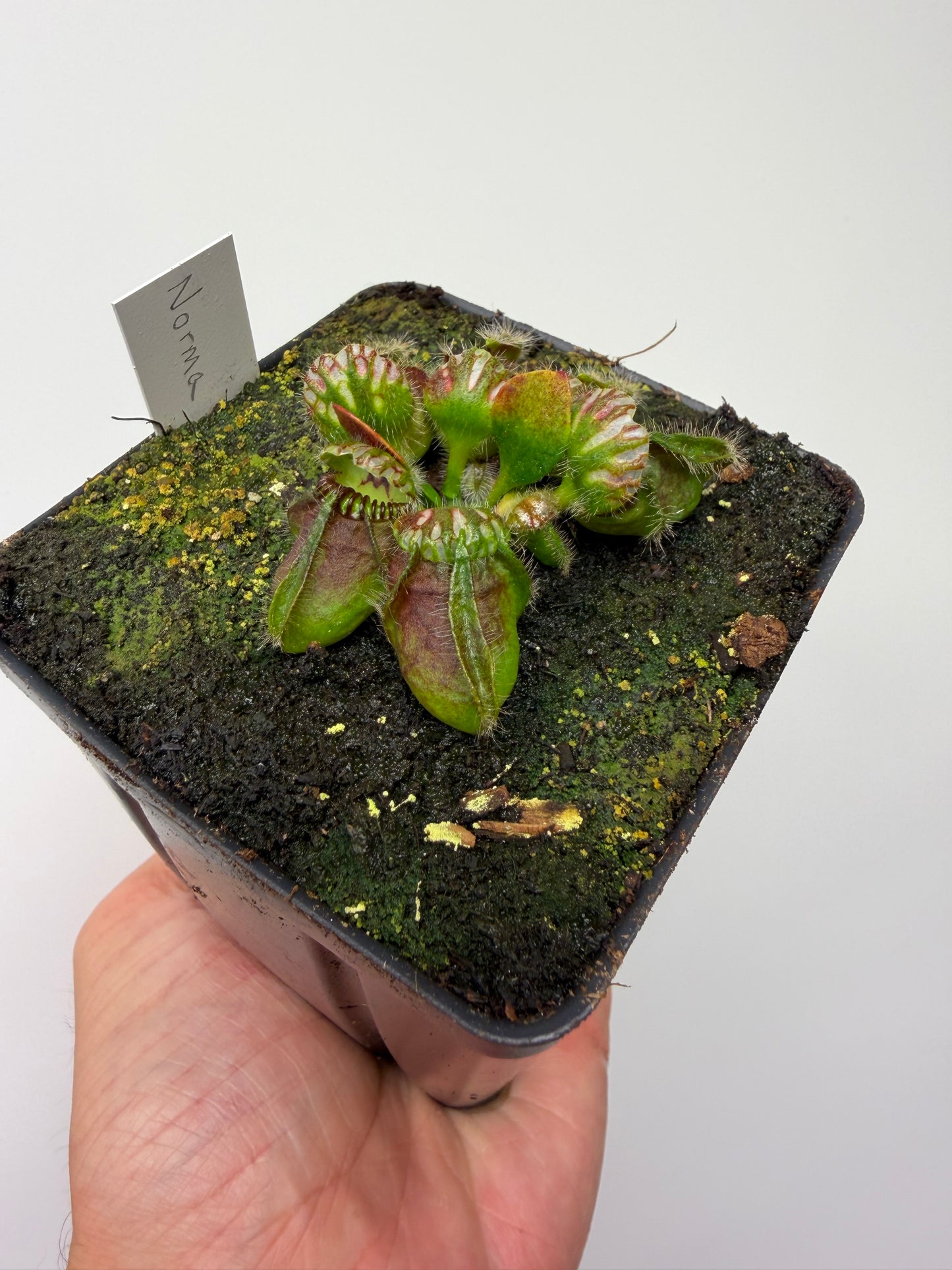 Cephalotus follicularis “Norma”
