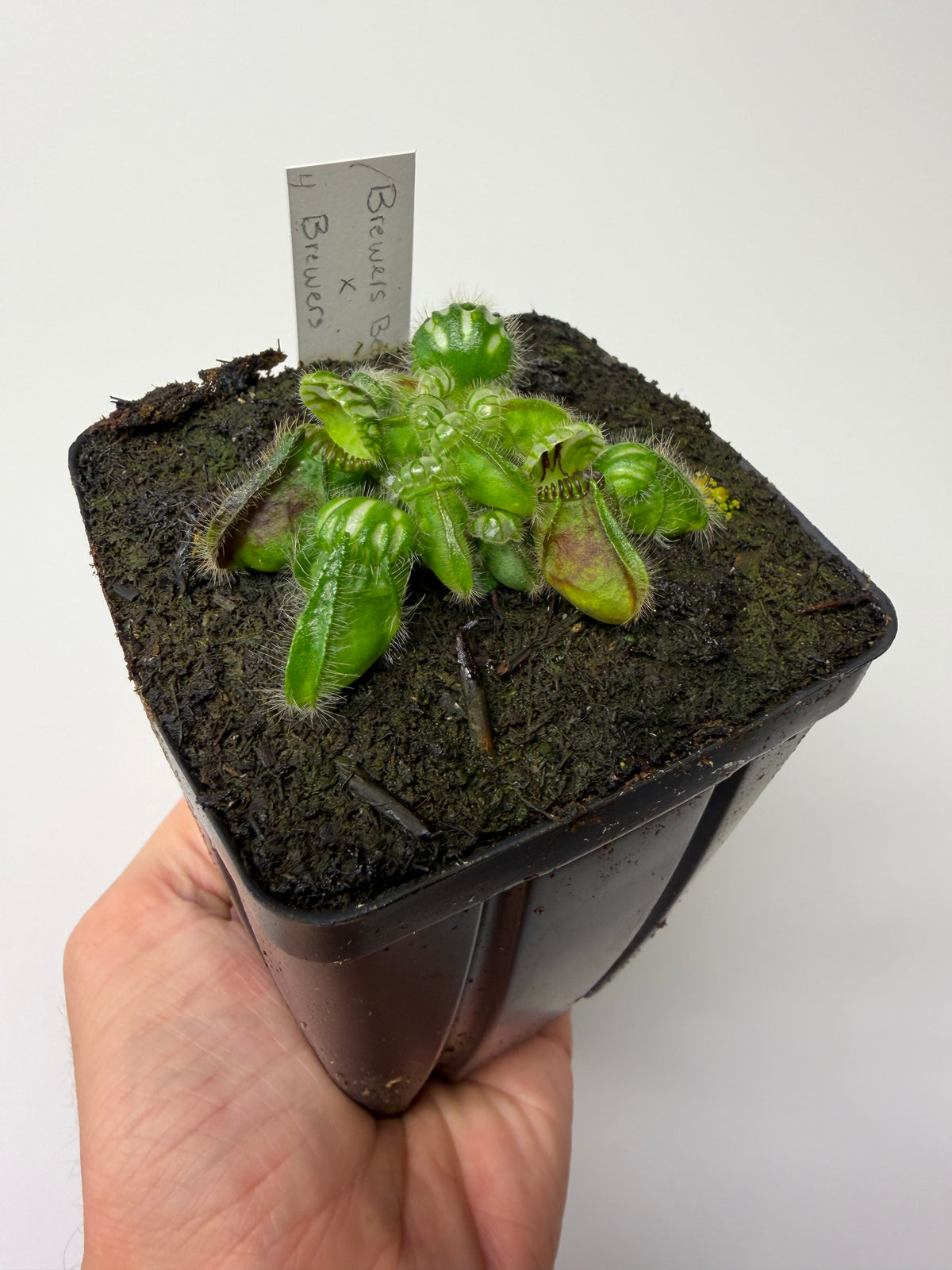 Cephalotus follicularis “Brewers Beauty” x “Brewers” #4
