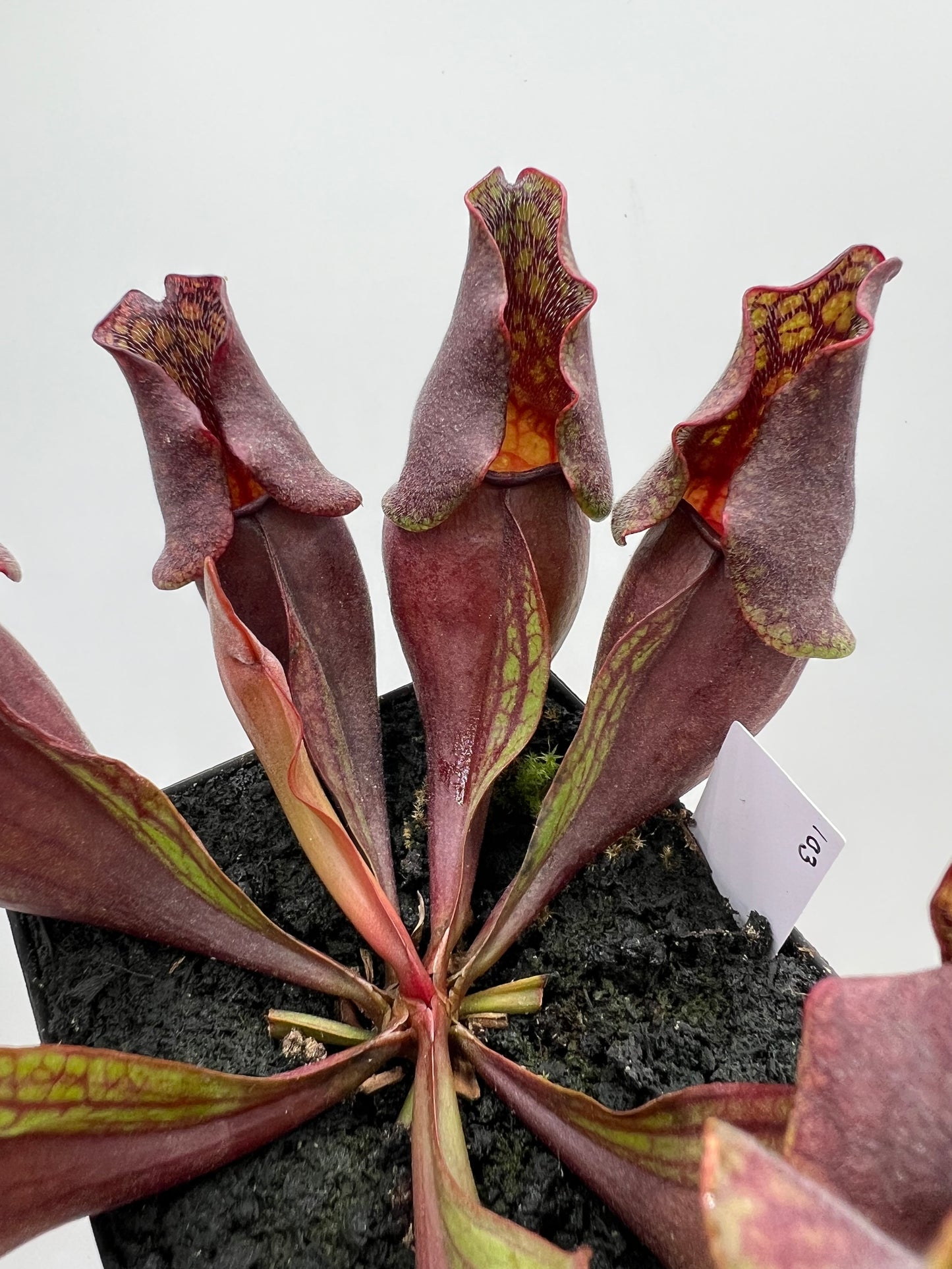 Sarracenia purpurea ssp. purpurea (Centre Co, PA) - Seed Grown #103