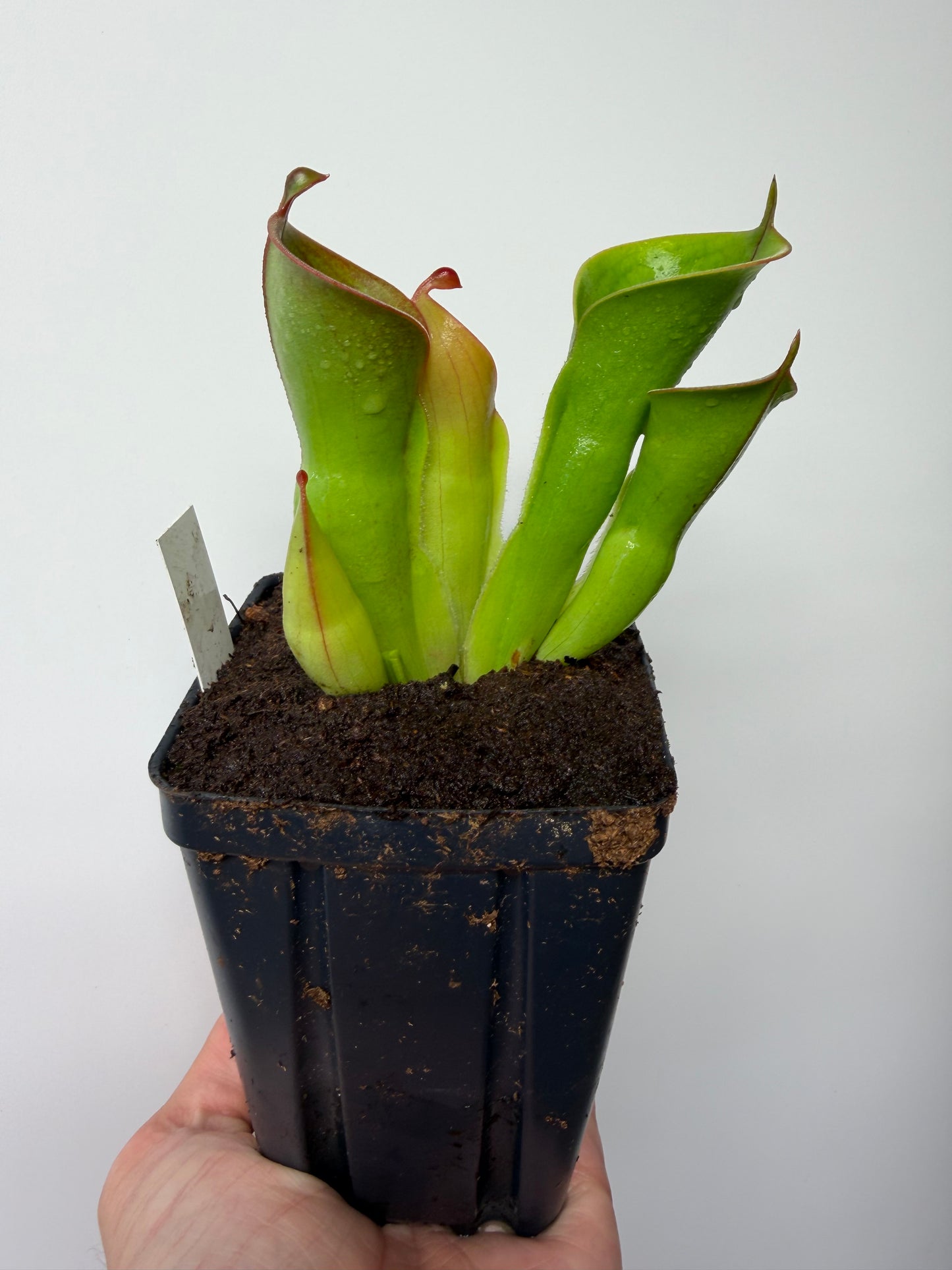 Heliamphora heterodoxa x minor