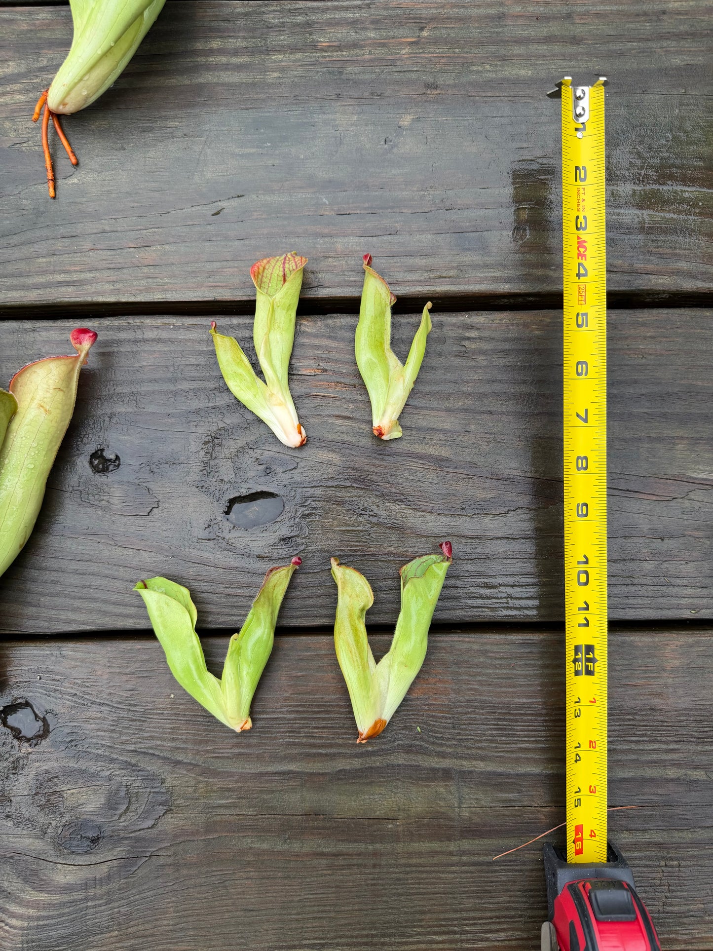 Heliamphora macdonaldae - Fresh Divisions (2026)