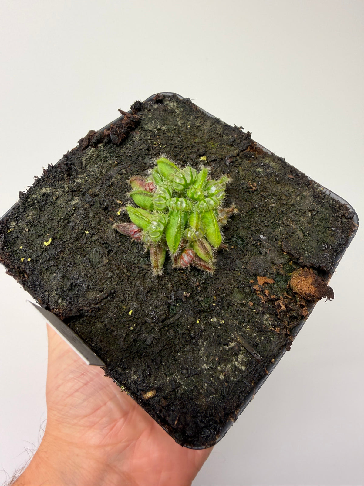 Cephalotus follicularis “Norma” #2