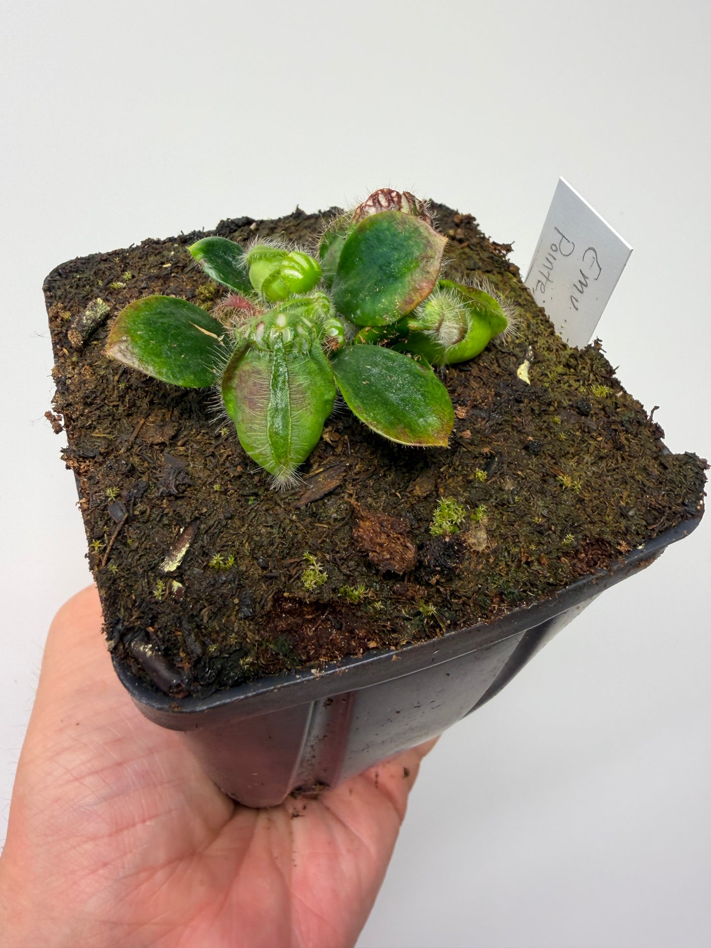 Cephalotus follicularis “Emu Pointe”