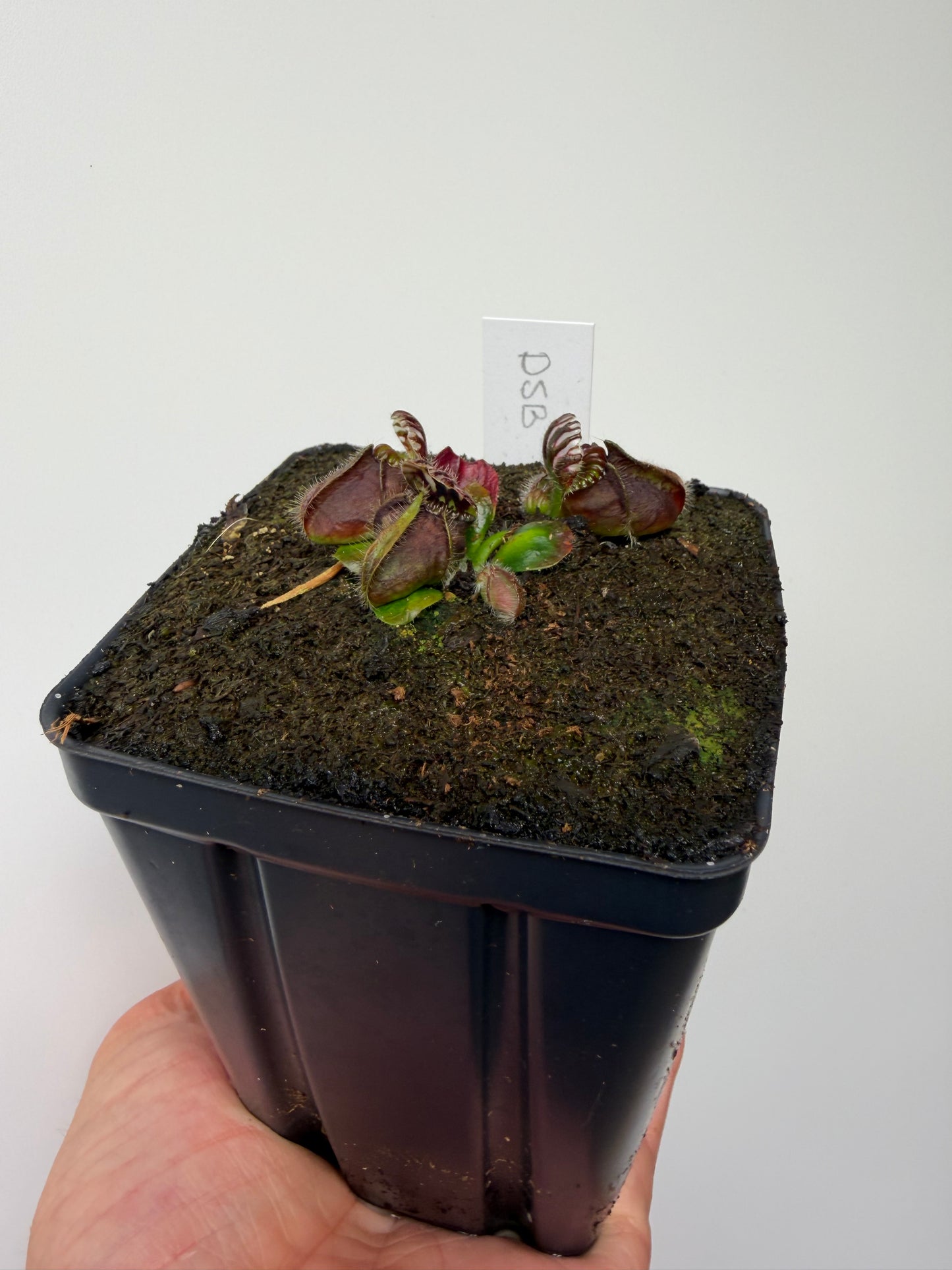Cephalotus follicularis “David Švarc Black” - *Rare* (8)