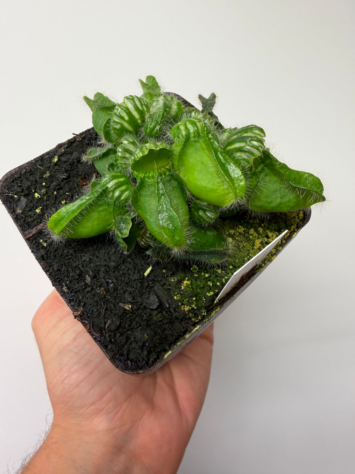 Cephalotus follicularis “Emu Pointe” #3