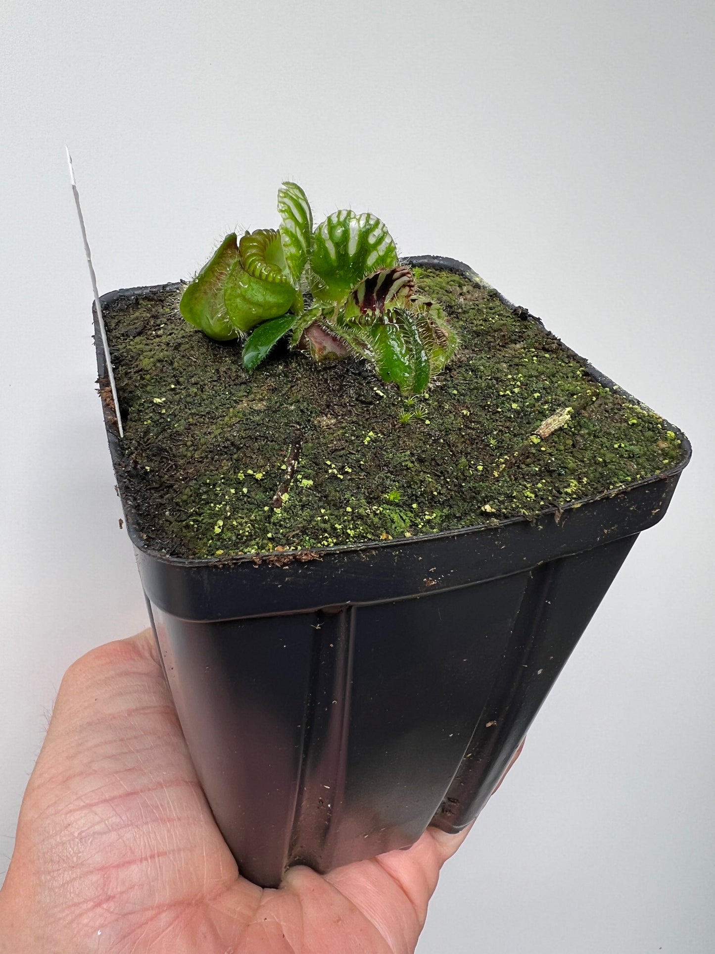 Cephalotus follicularis “Purple/Black” - Eric Smooth