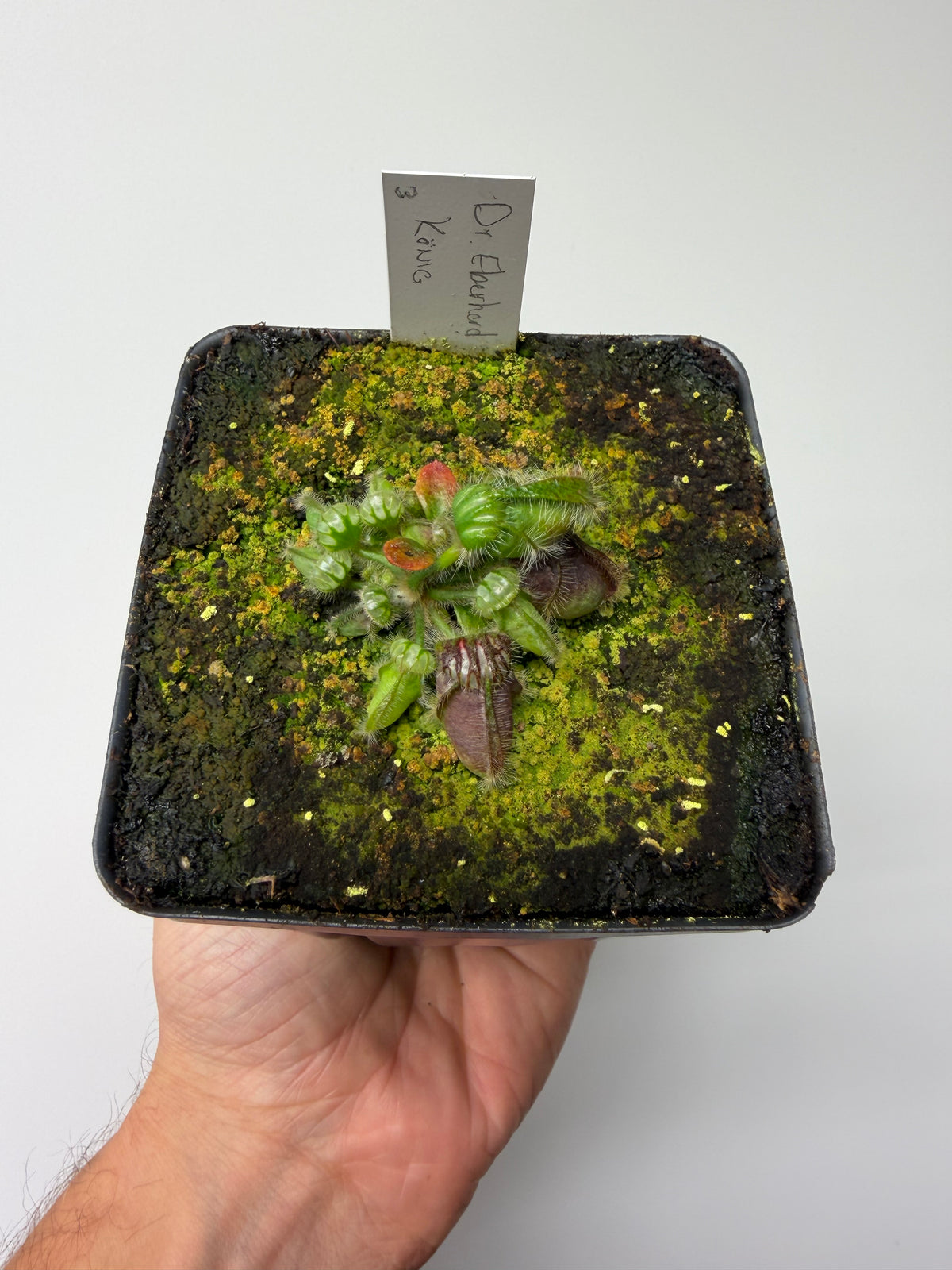 Cephalotus follicularis “Dr. Eberhard König” #3