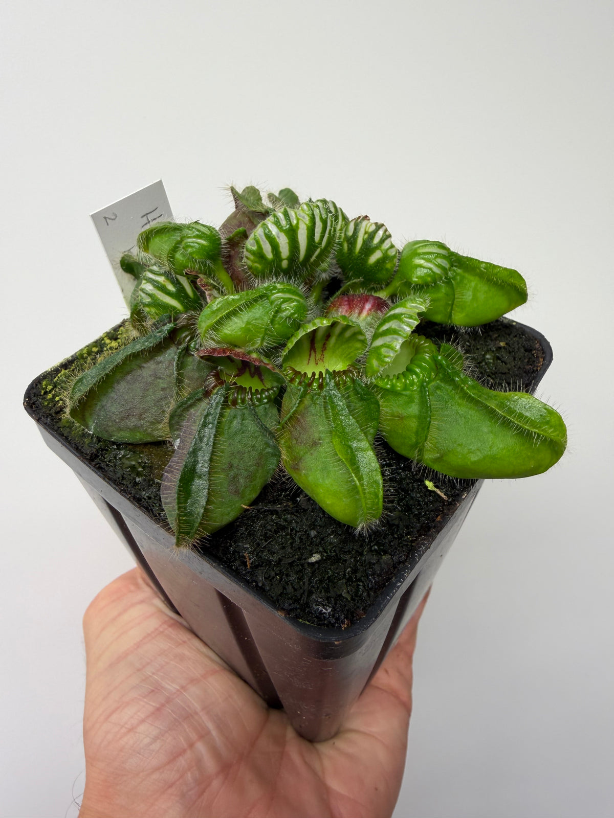 Cephalotus follicularis “Hampshire Red” #2