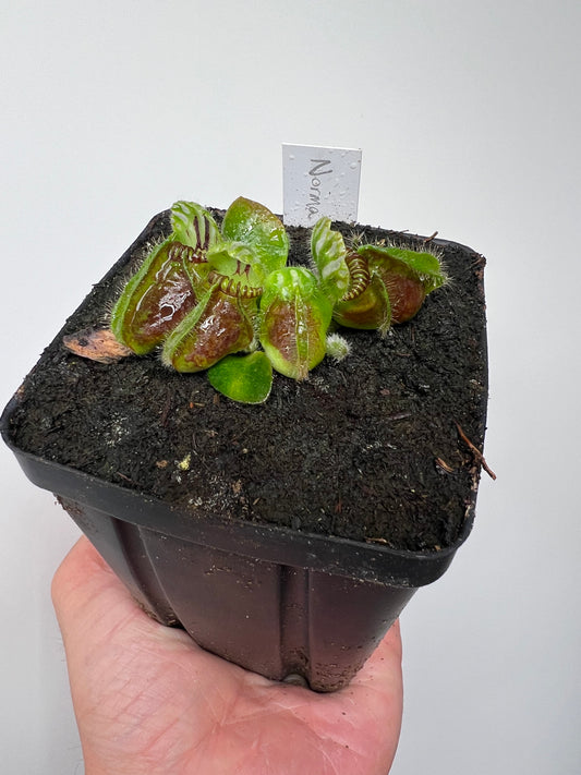 Cephalotus follicularis “Norma”